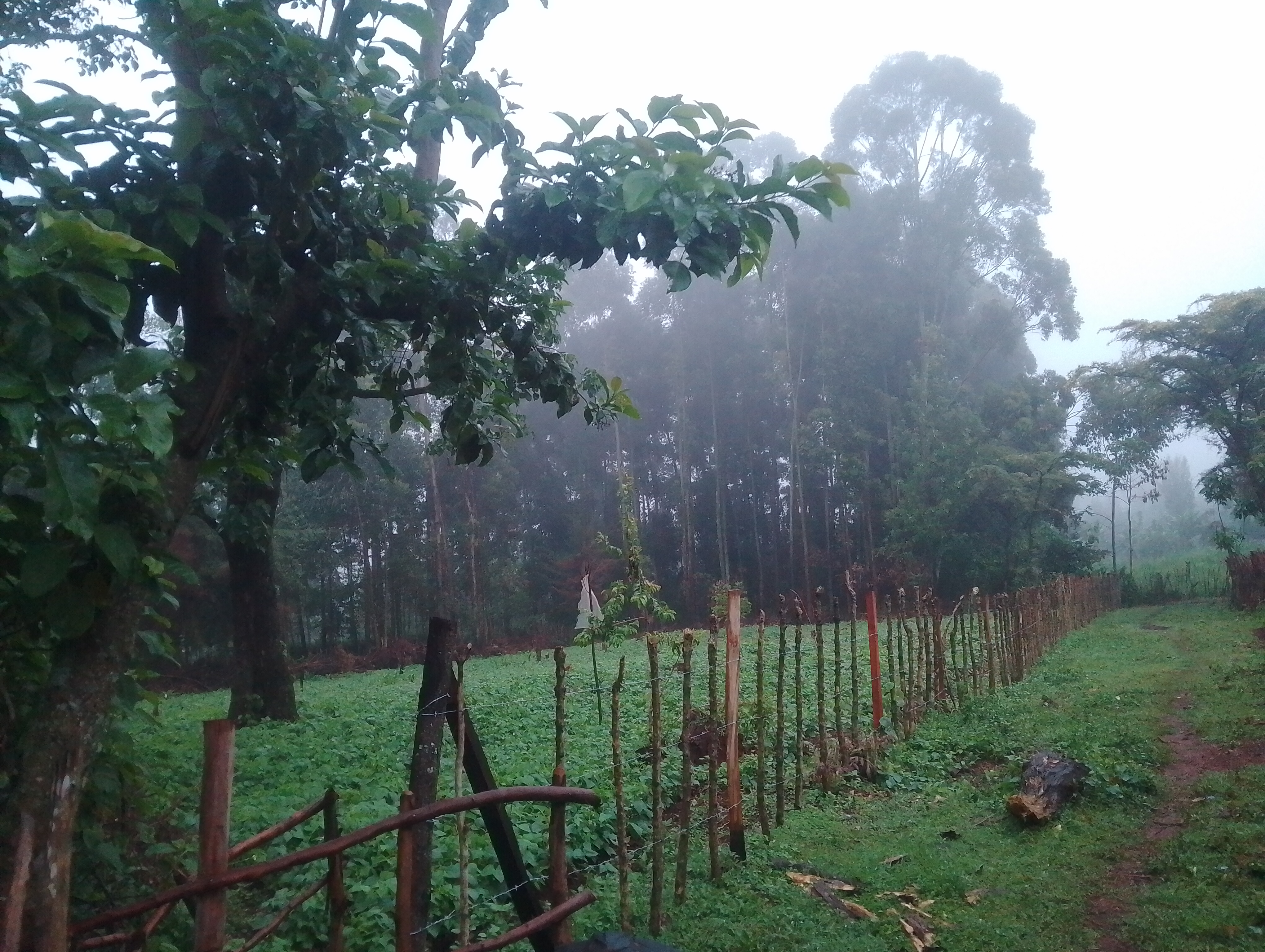 Bean Farming