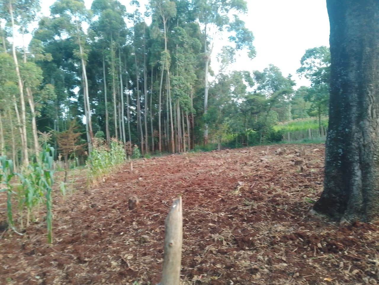 Bean Farming