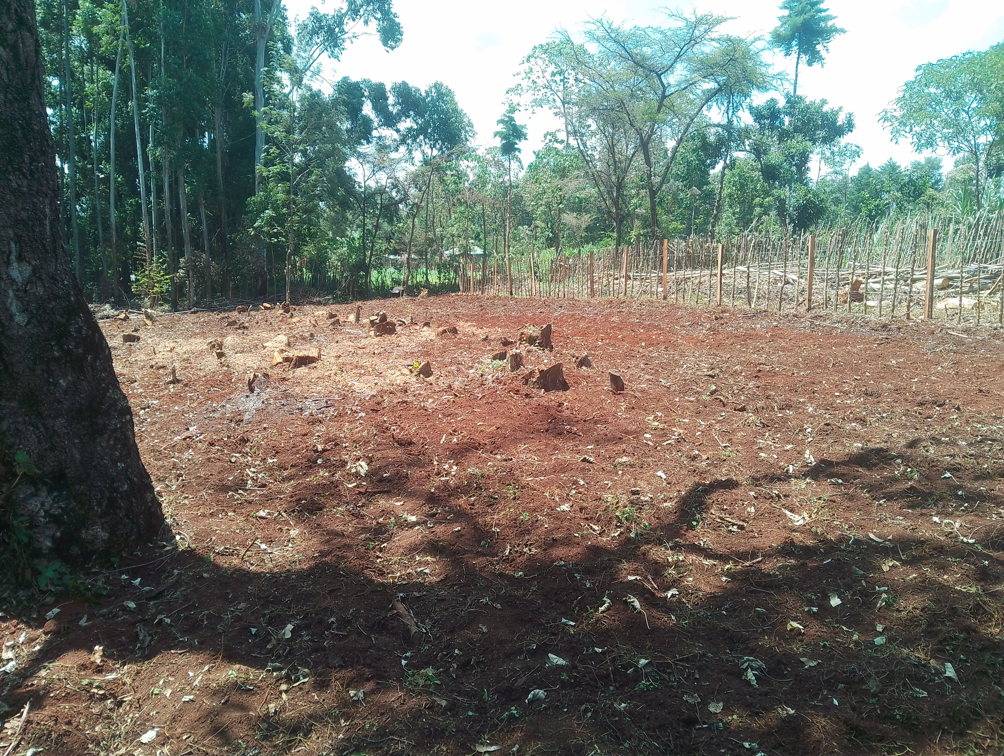 Bean Farming