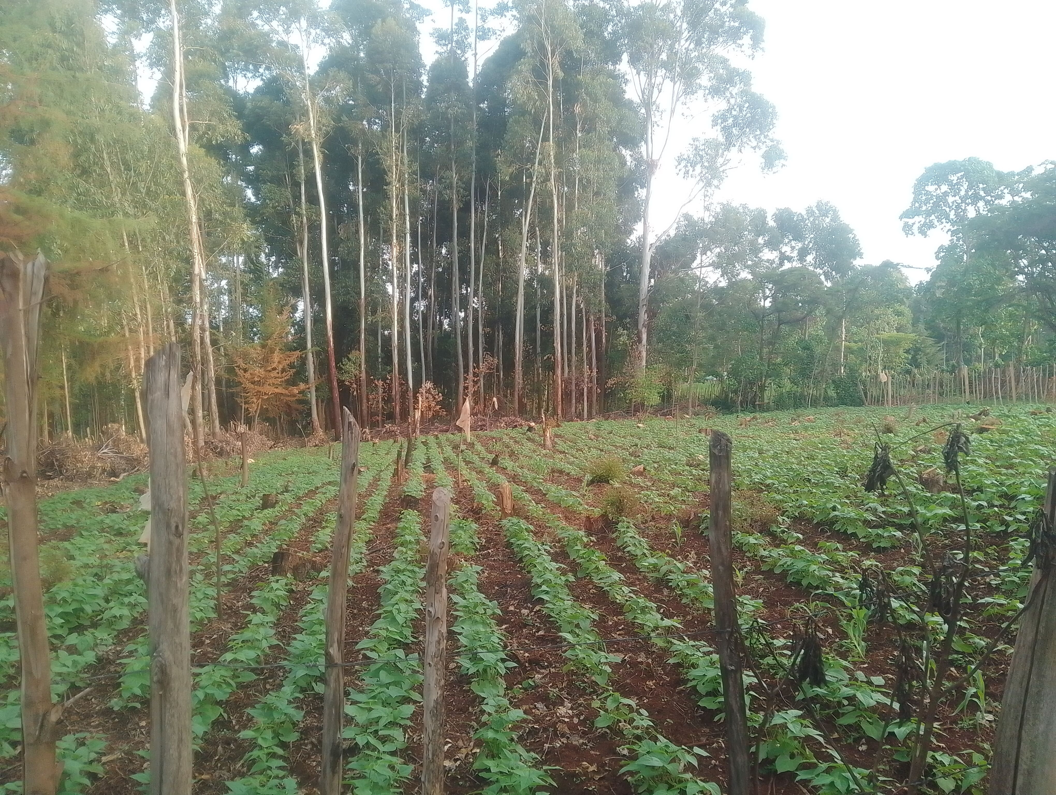 Bean Farming