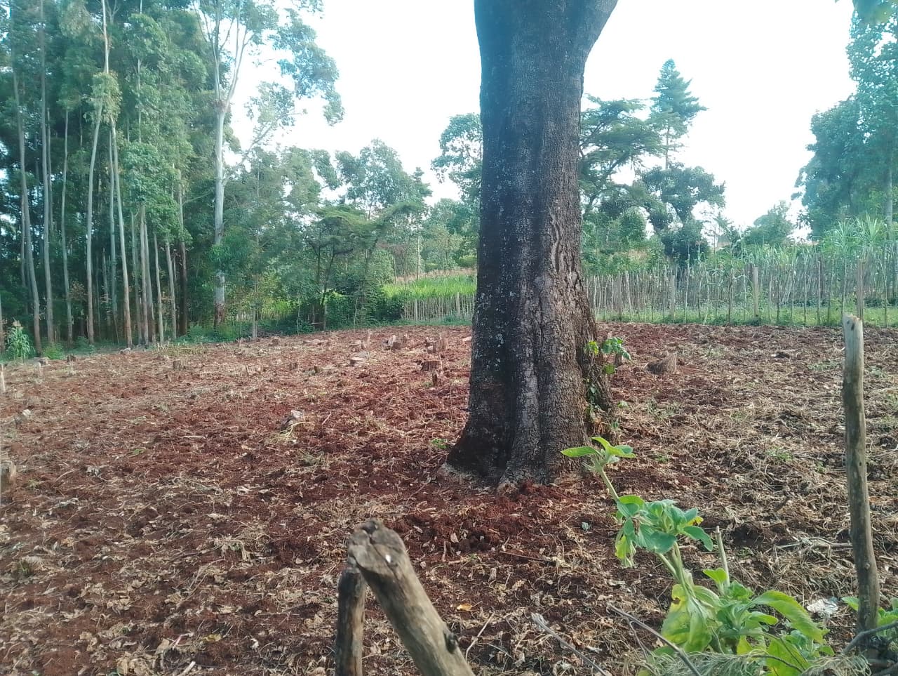 Bean Farming