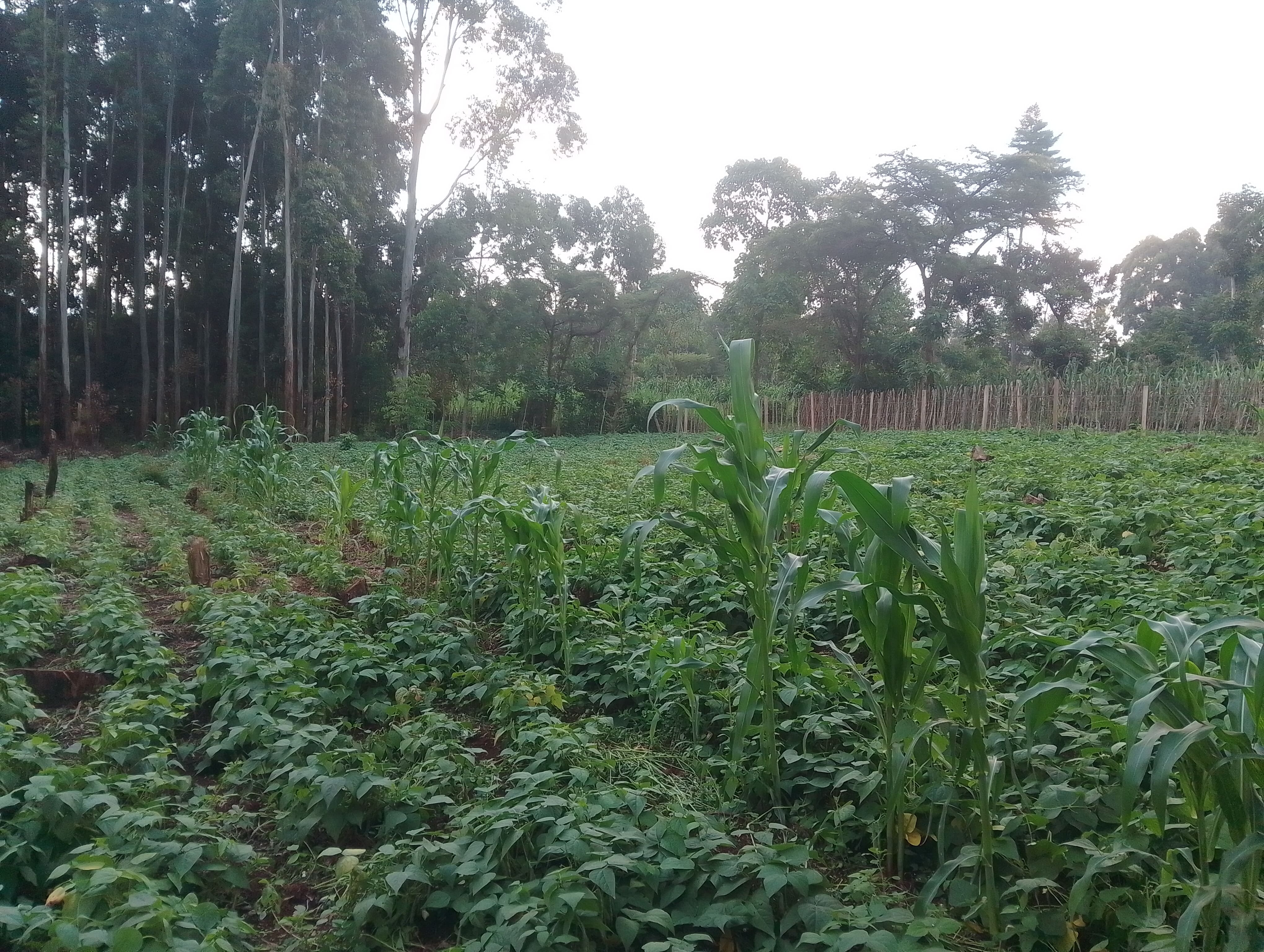 Bean Farming