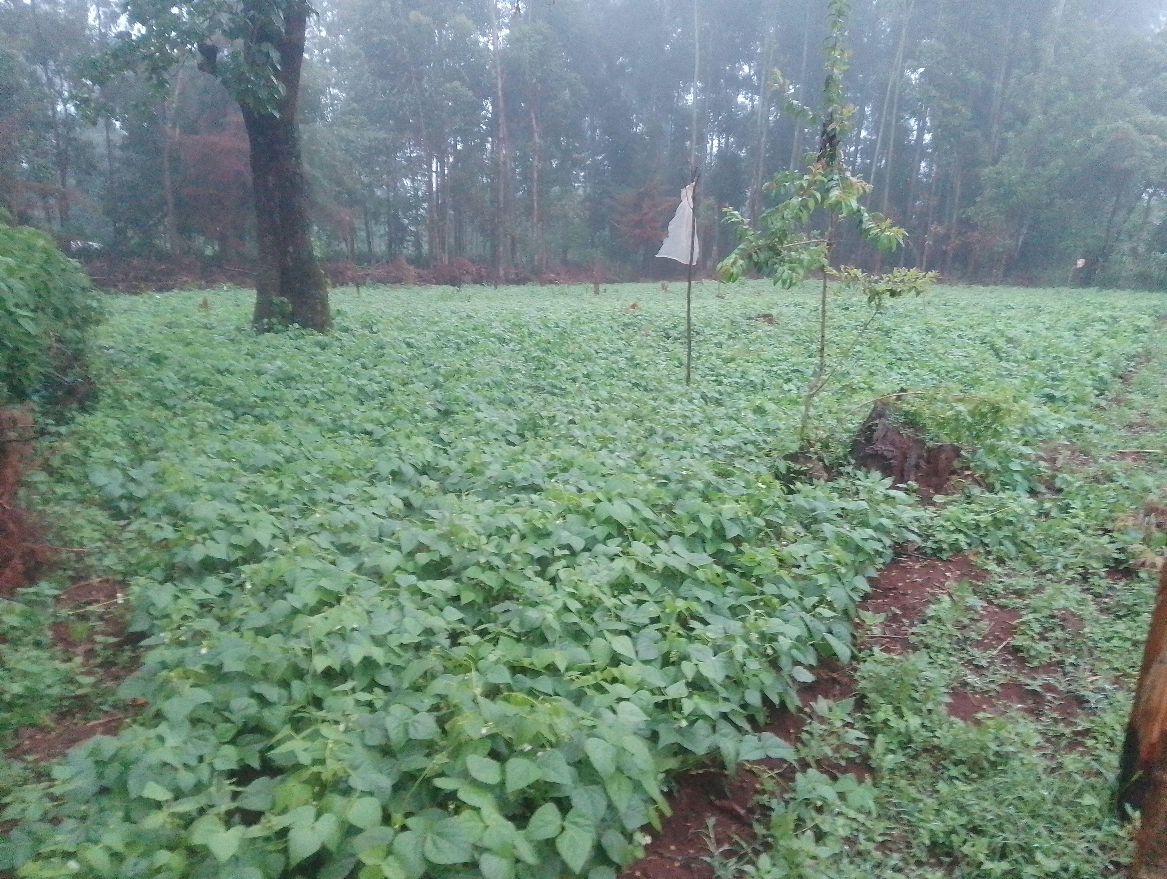 Bean Farming