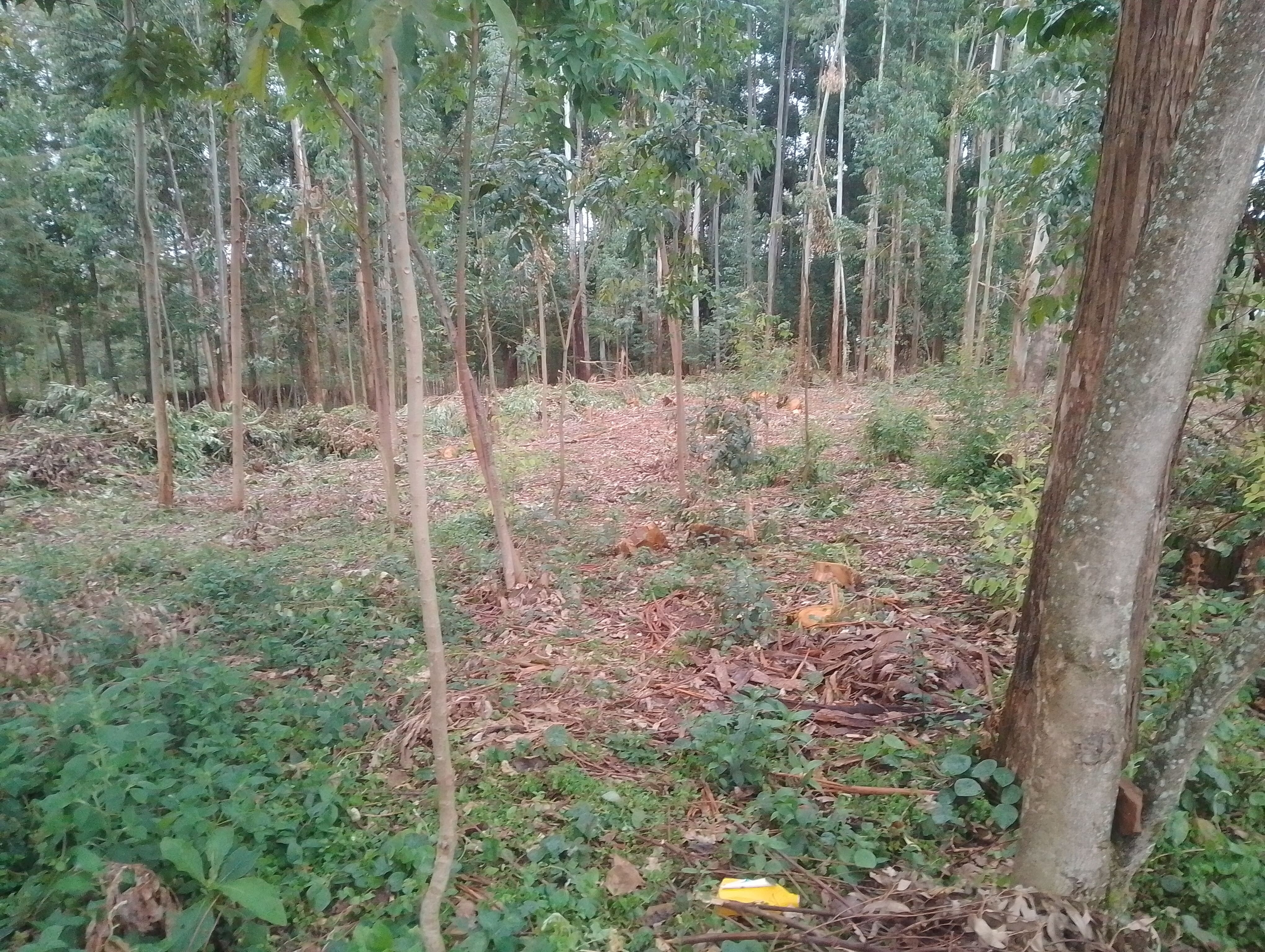Bean Farming