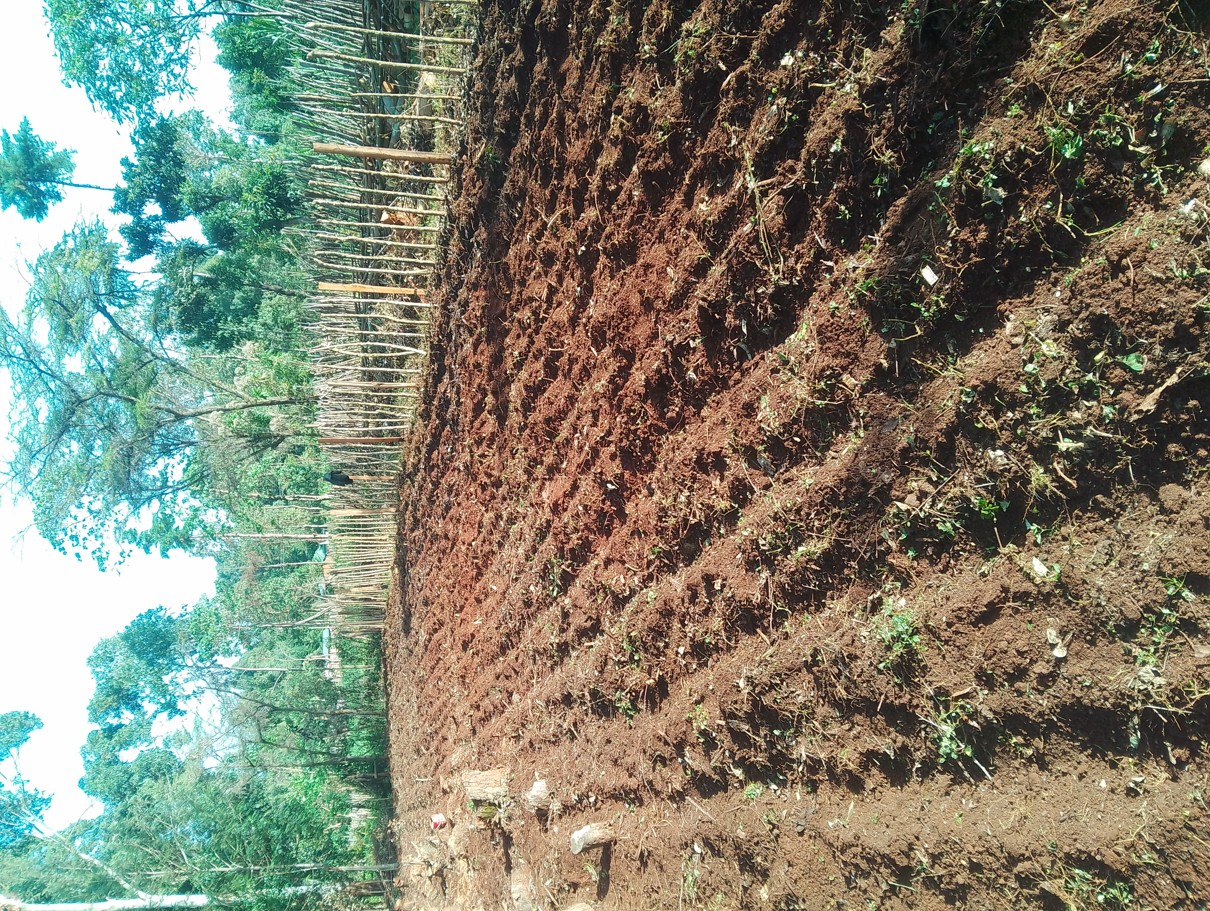 Bean Farming