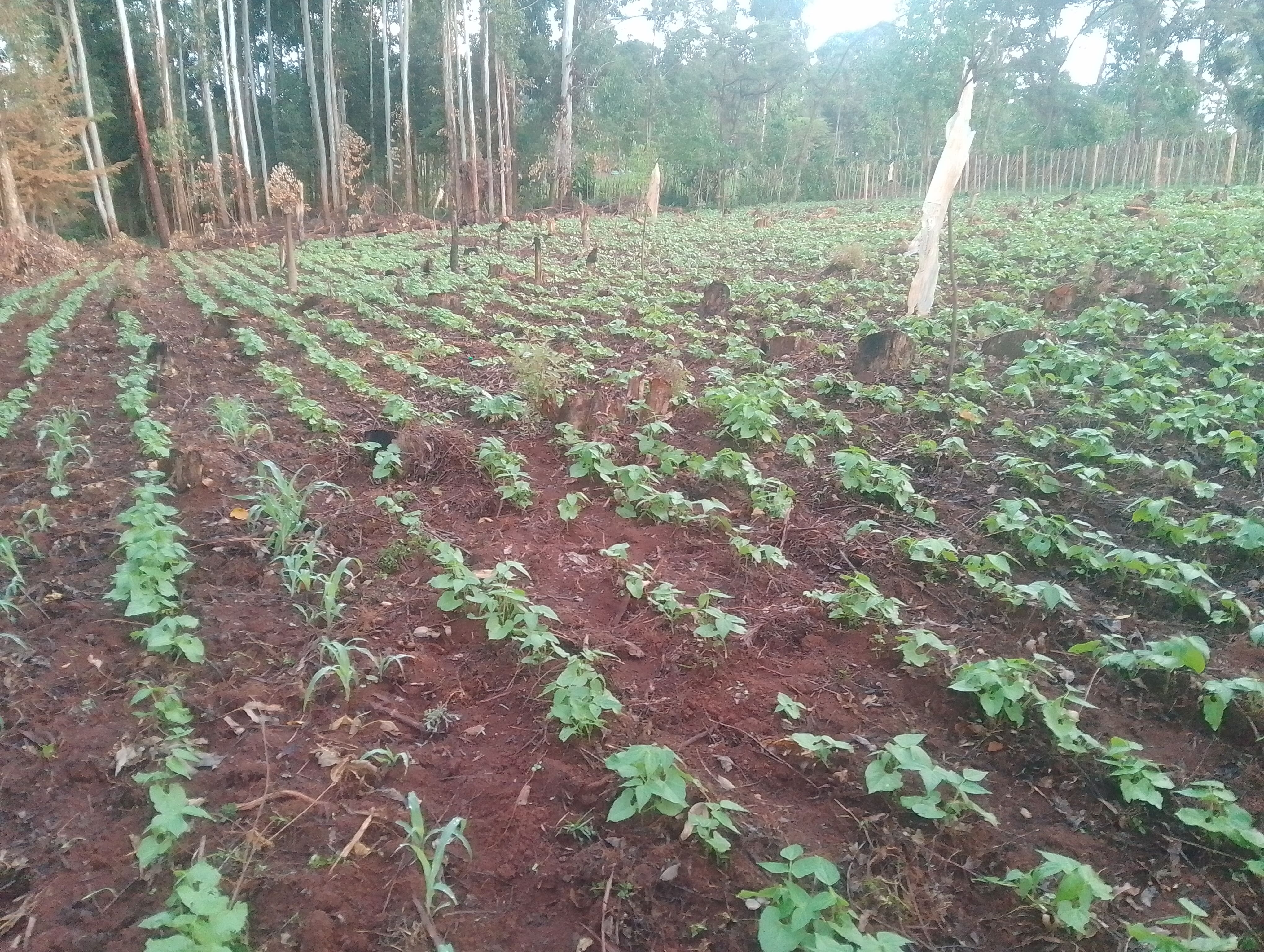 Bean Farming