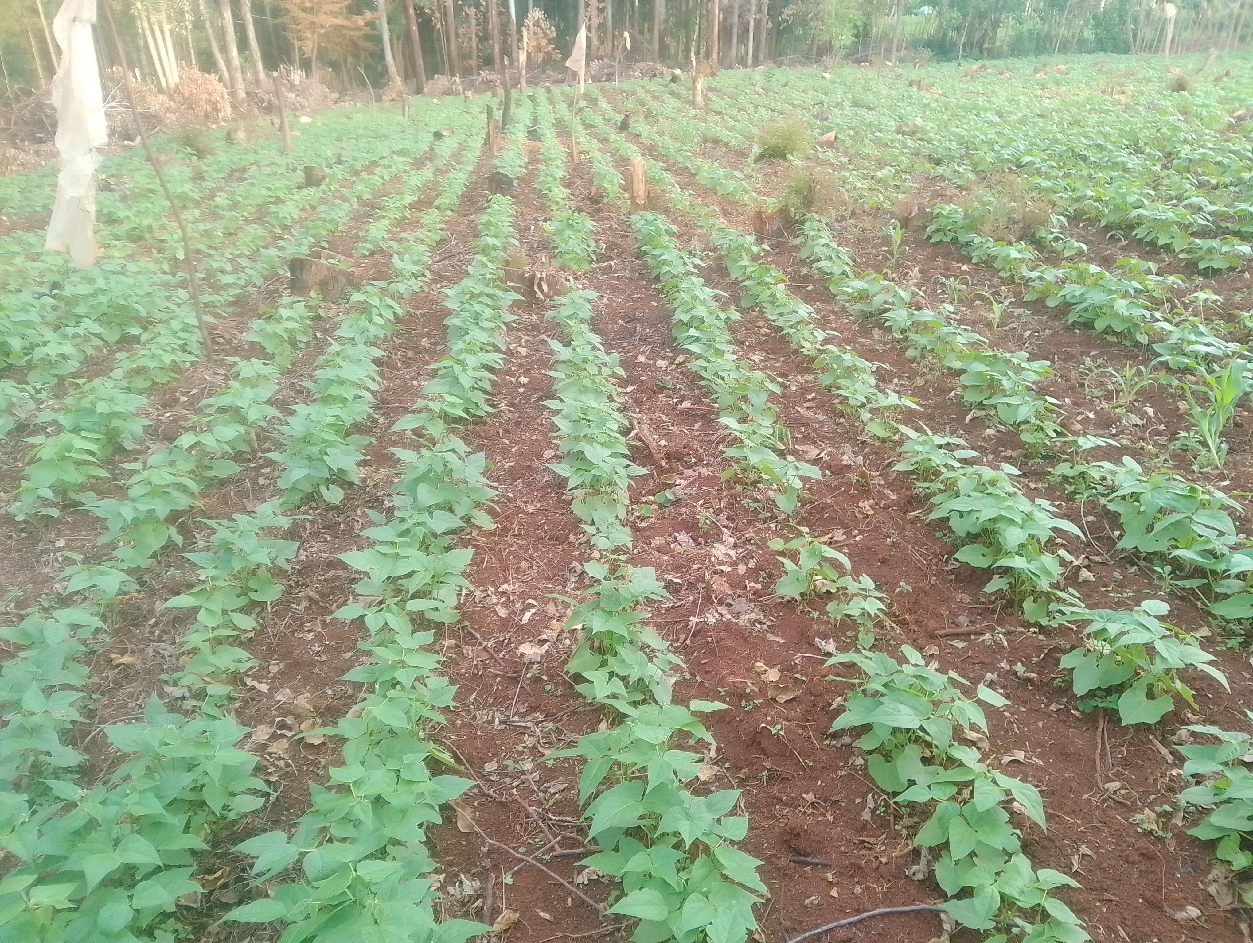 Bean Farming