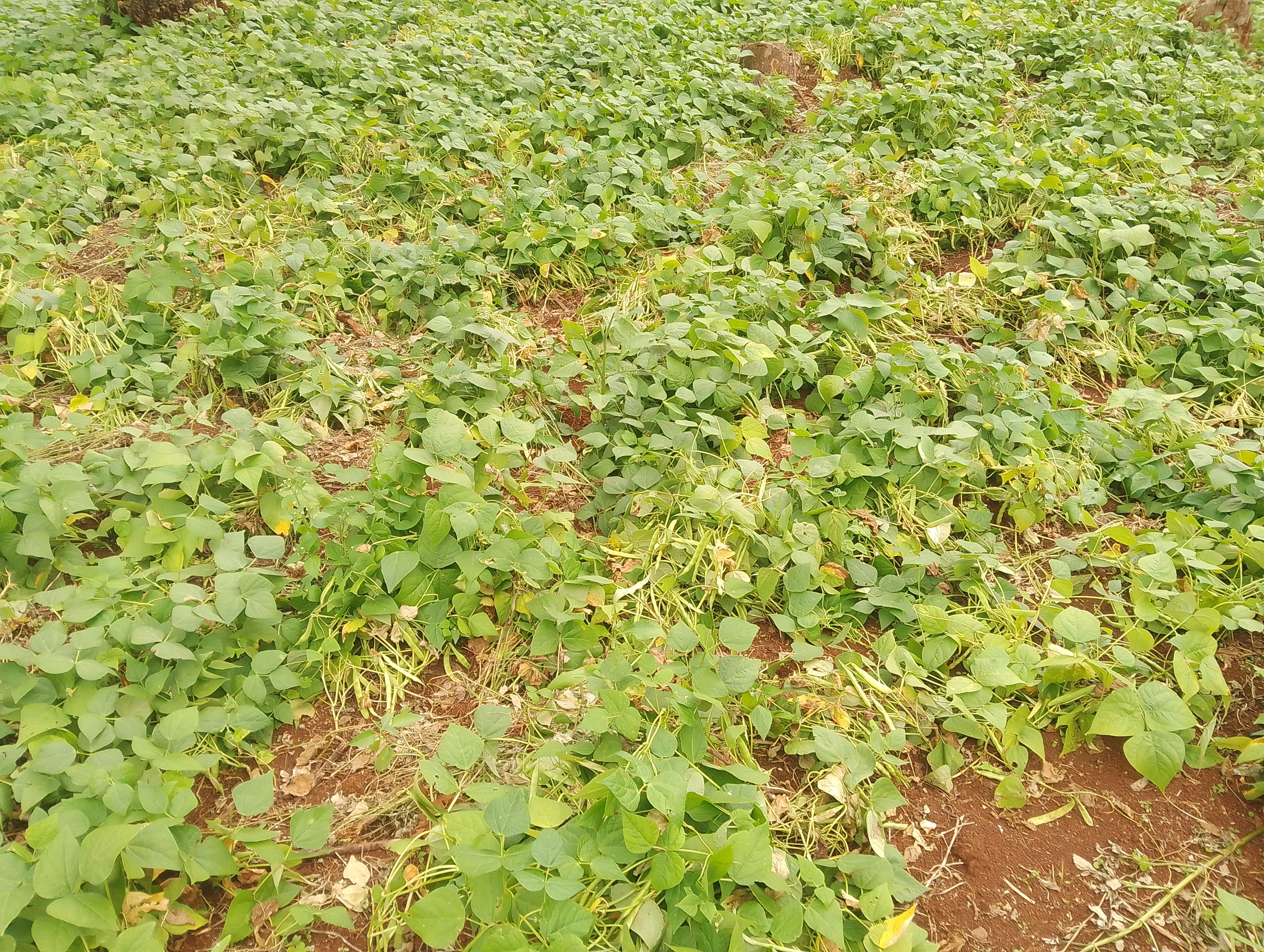 Bean Farming