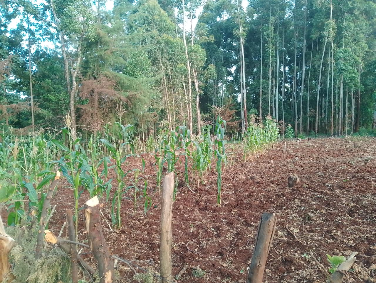 Bean Farming