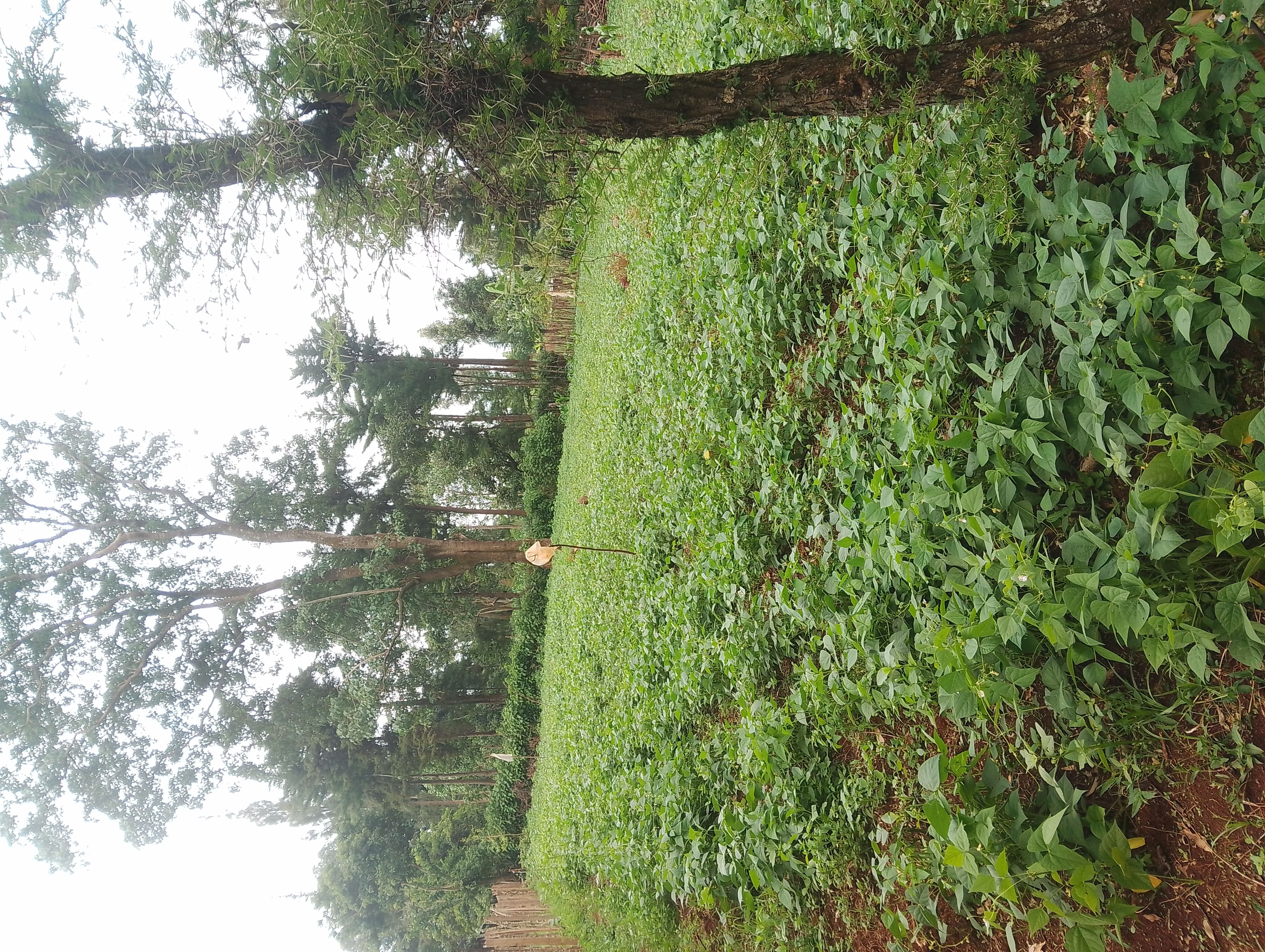 Bean Farming
