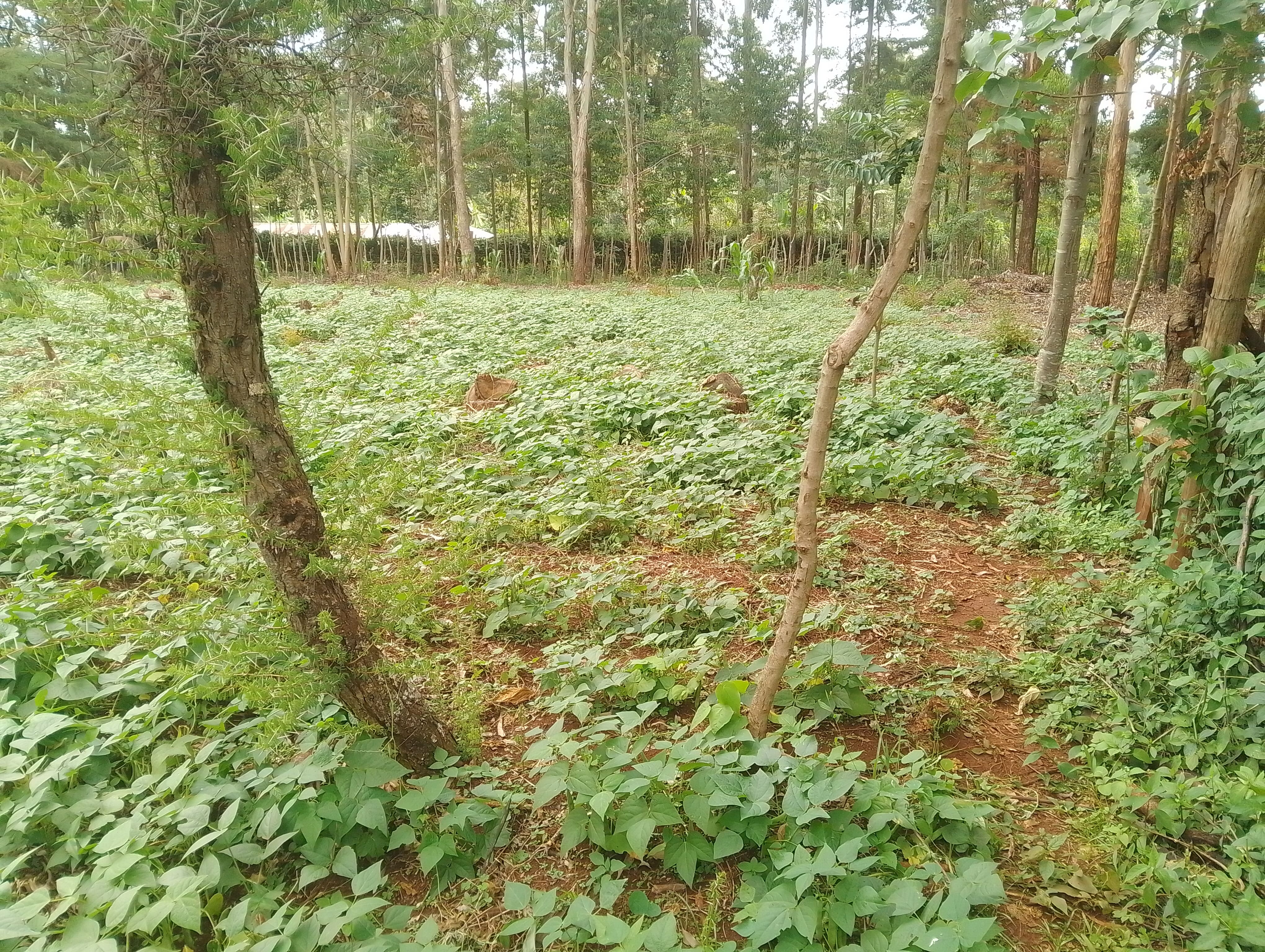 Bean Farming