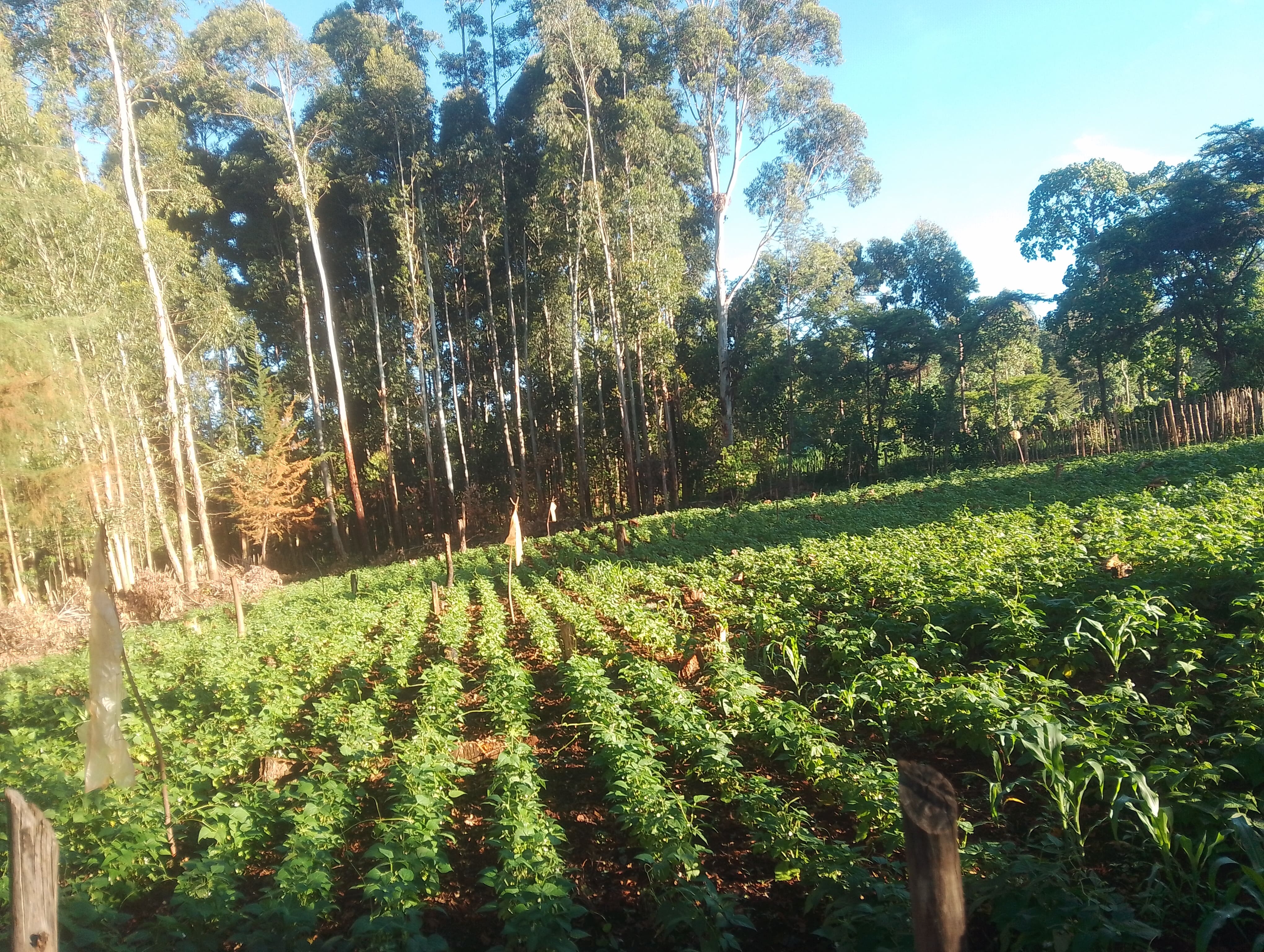 Bean Farming