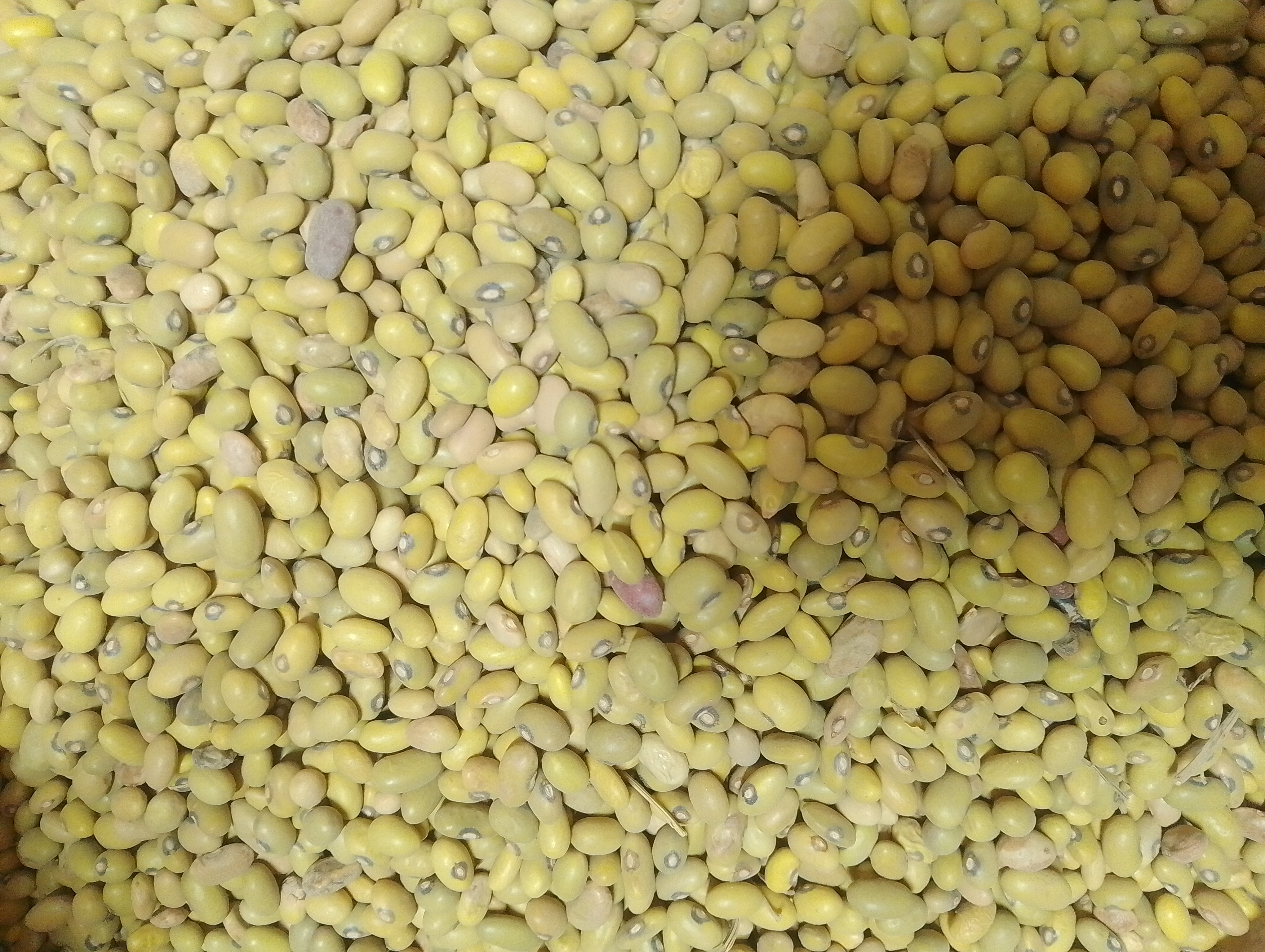 Bean Farming