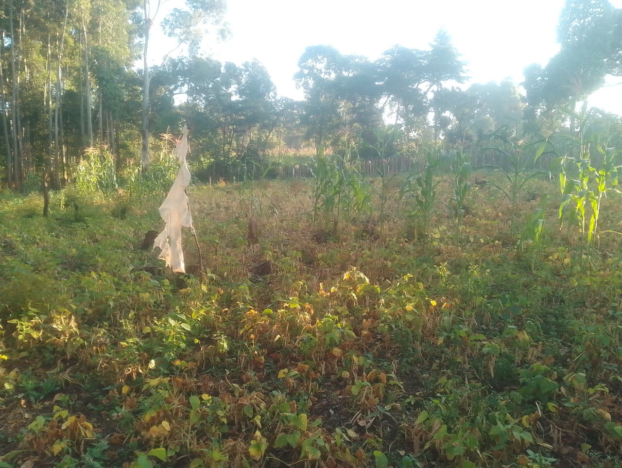 Bean Farming