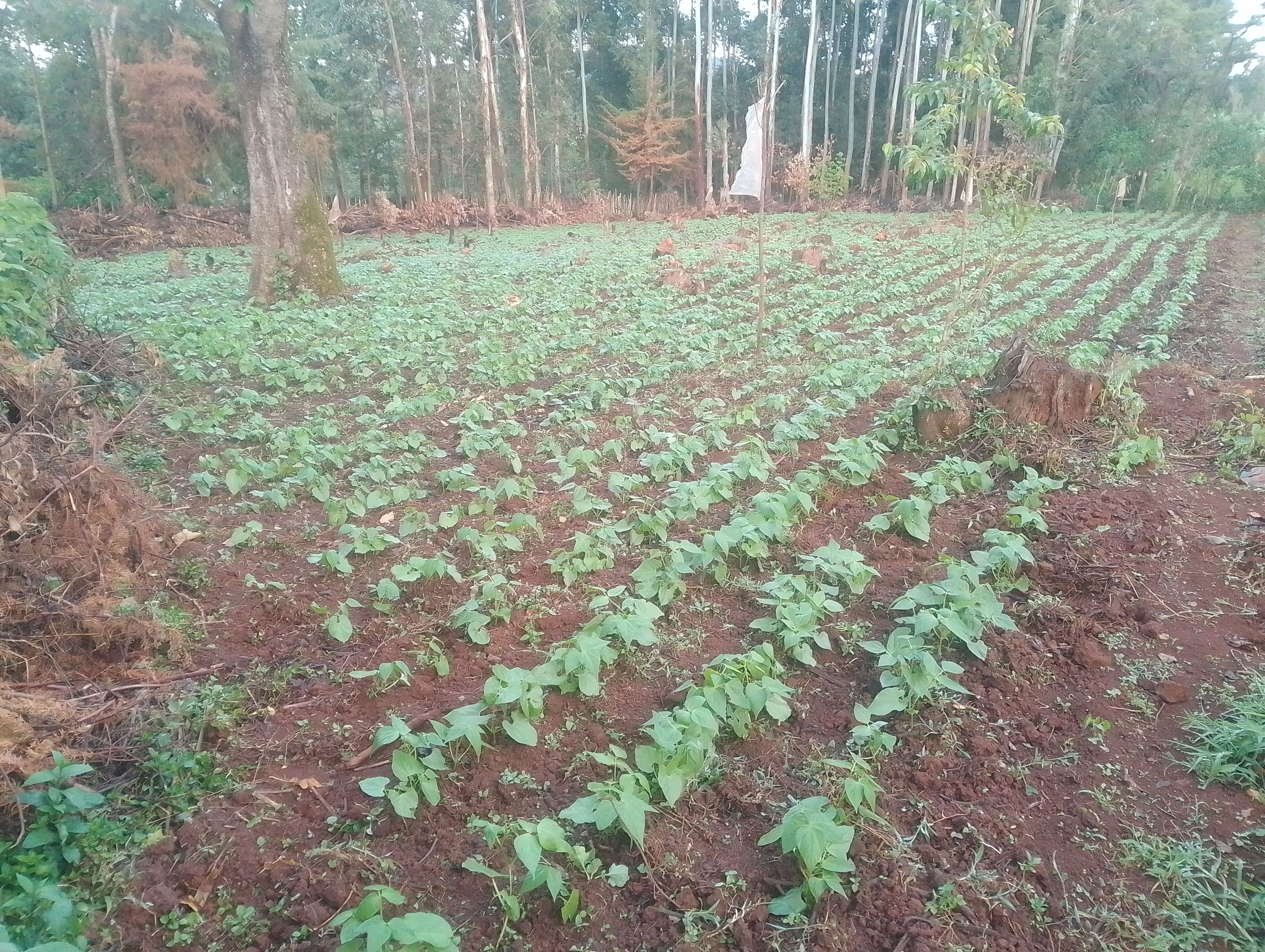 Bean Farming