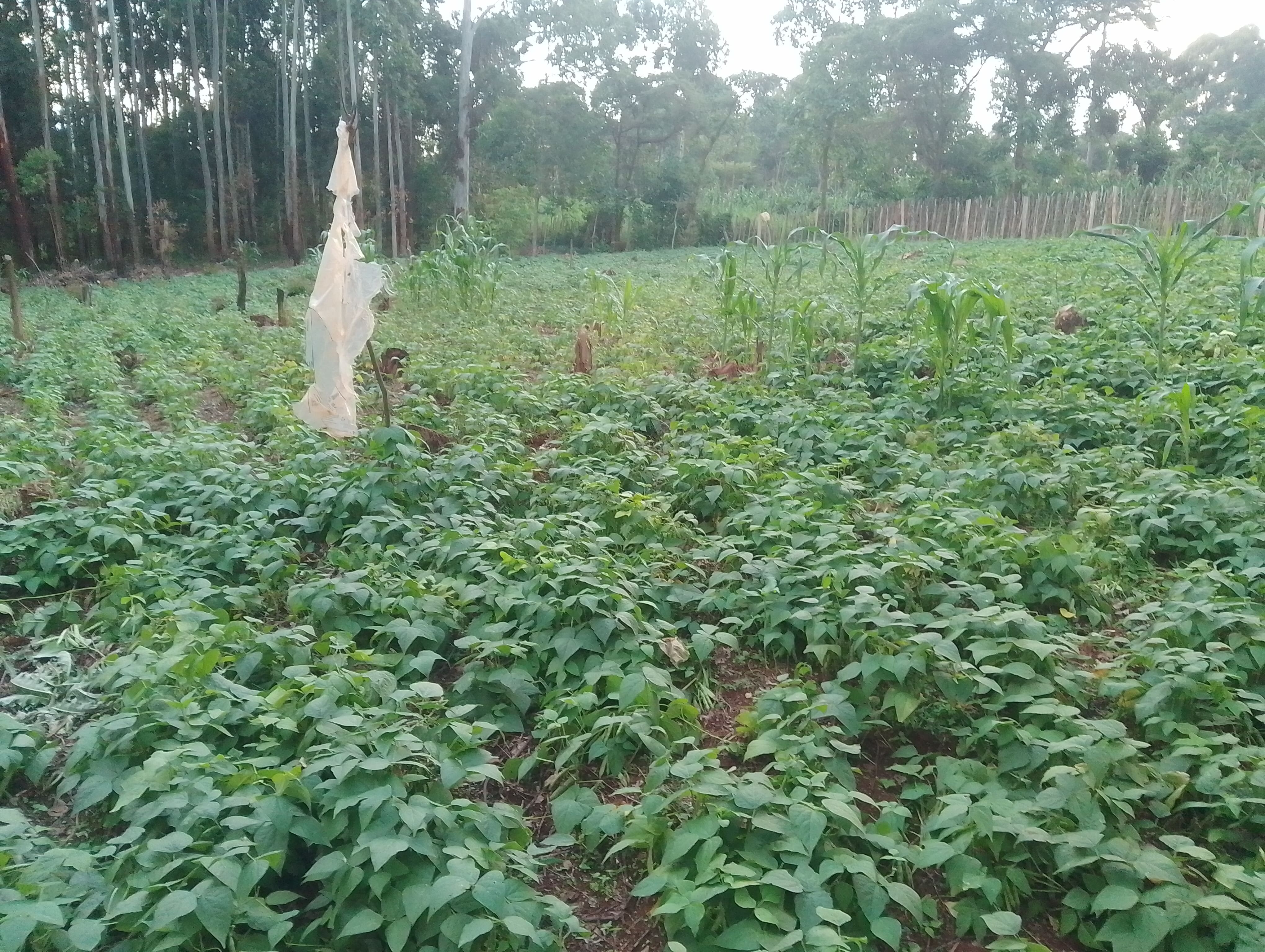 Bean Farming