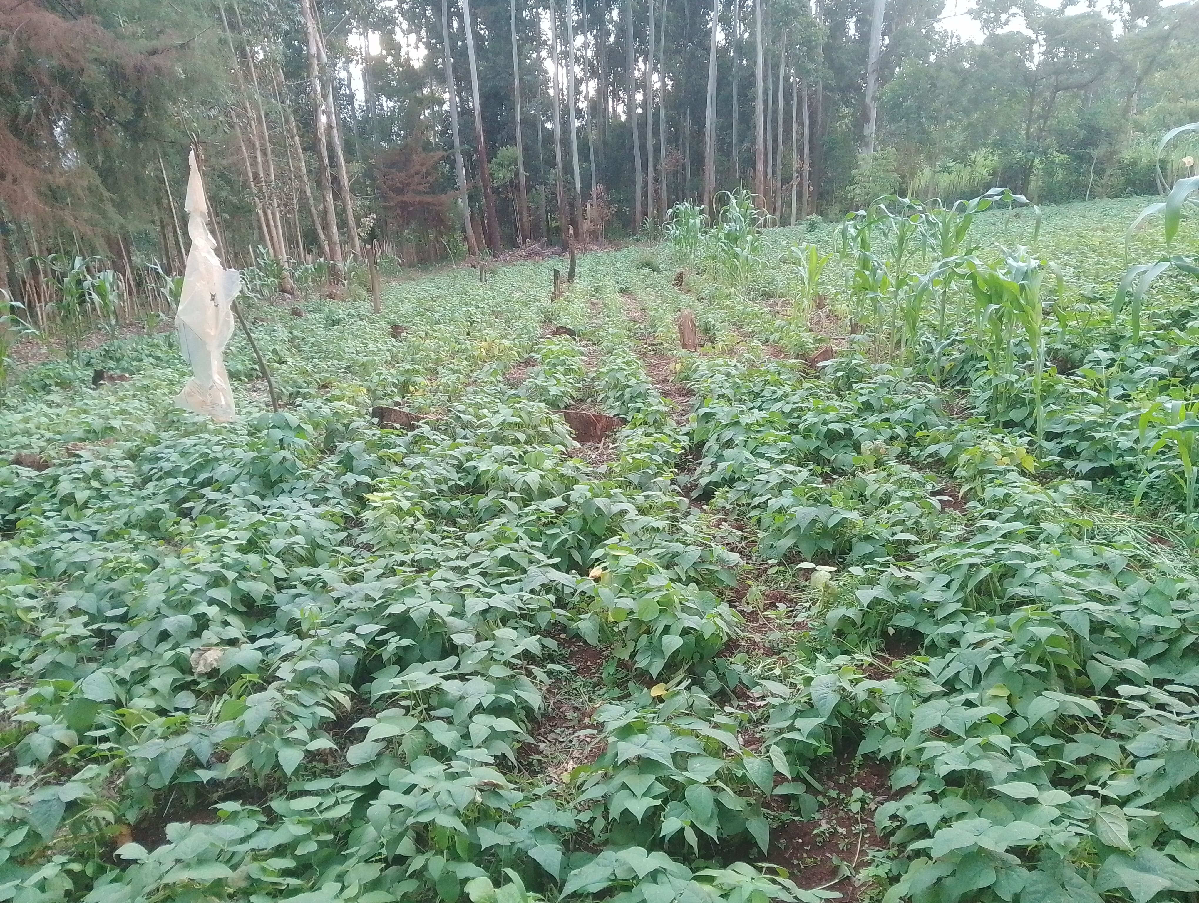 Bean Farming