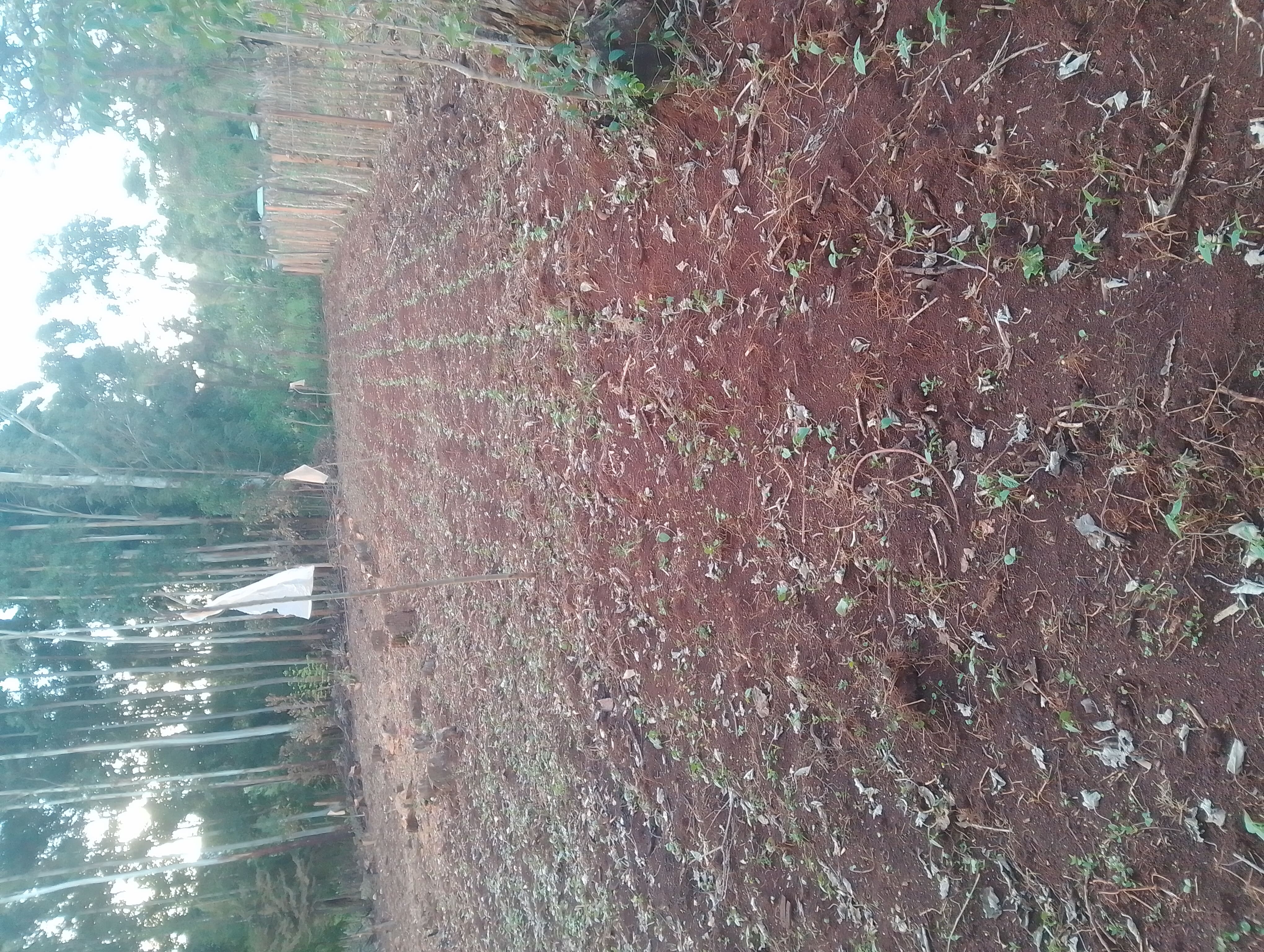 Bean Farming
