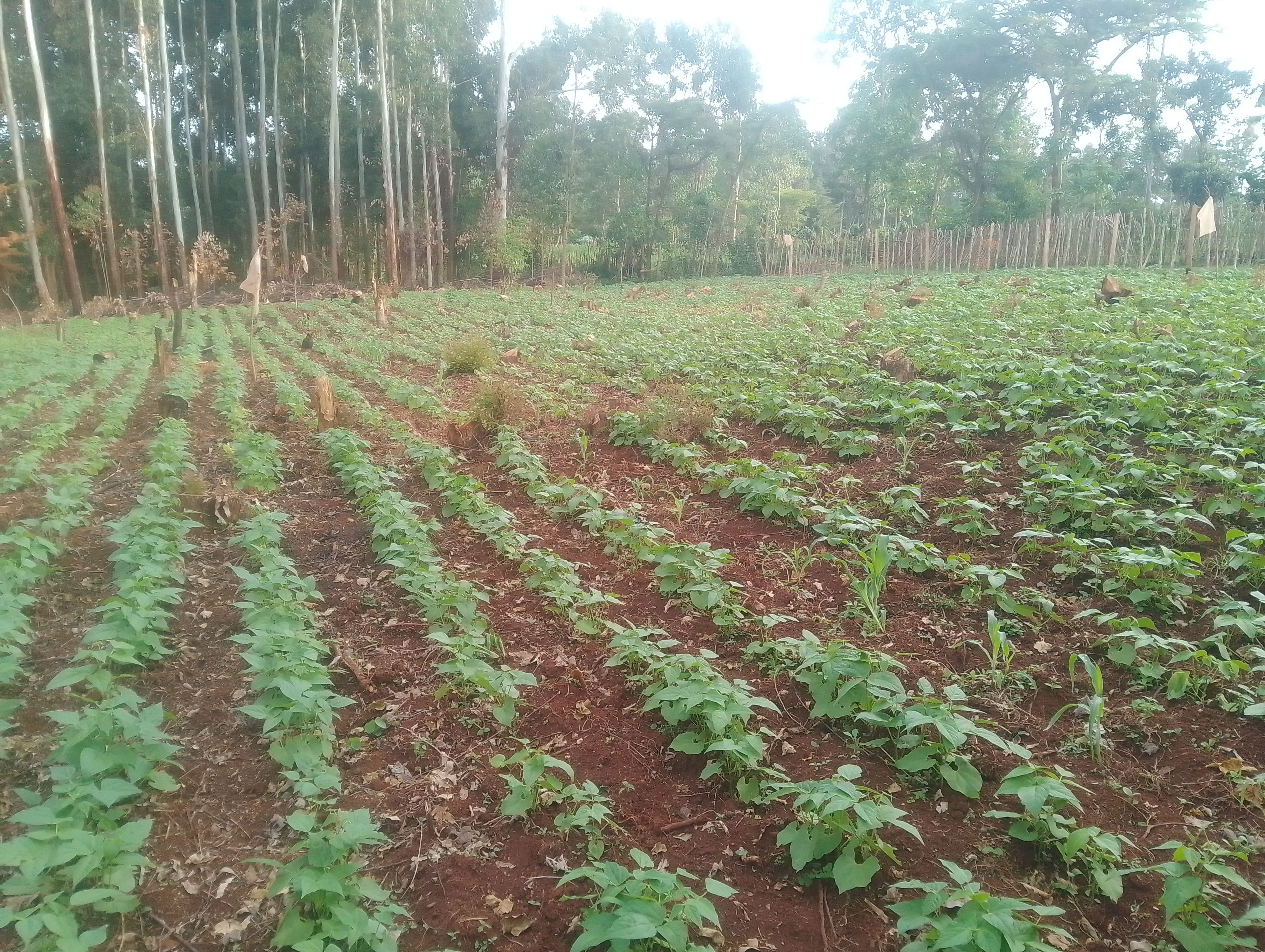 Bean Farming