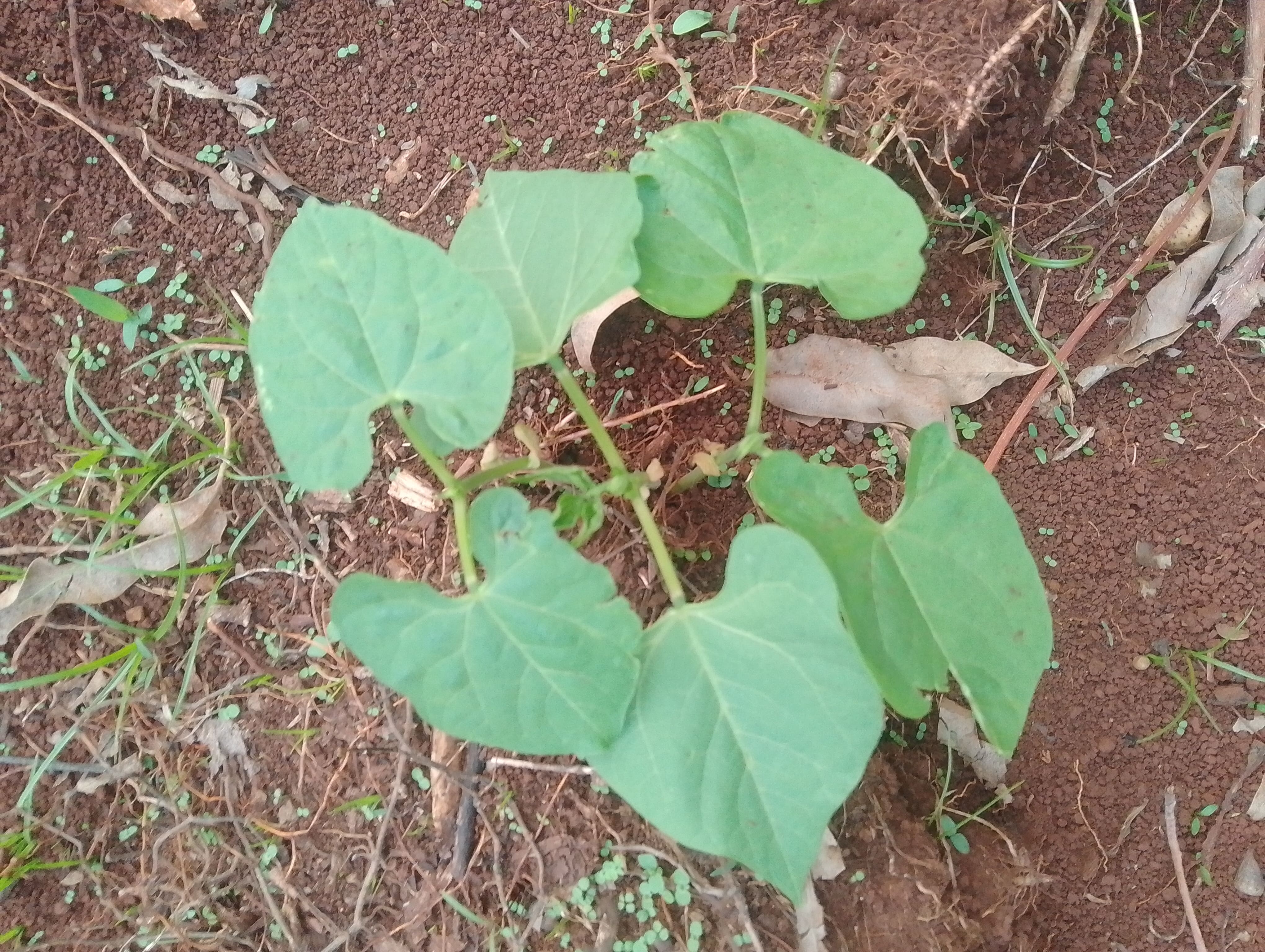 Bean Farming