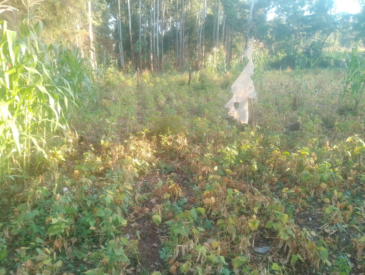 Bean Farming