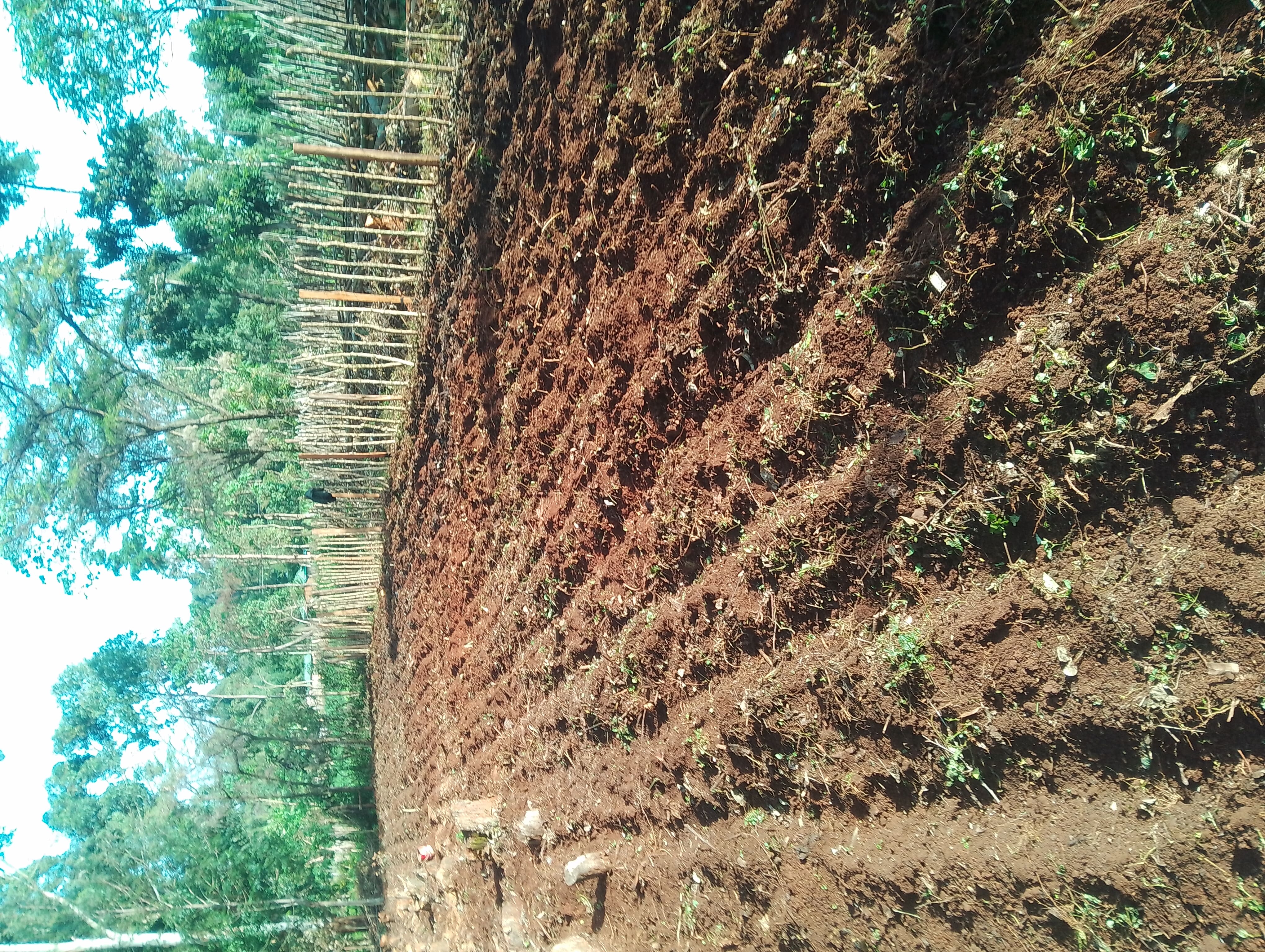 Bean Farming