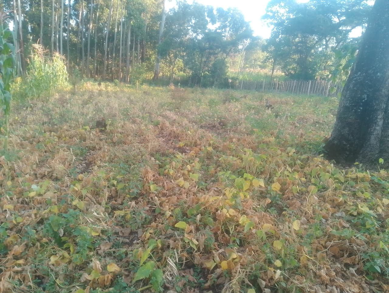 Bean Farming