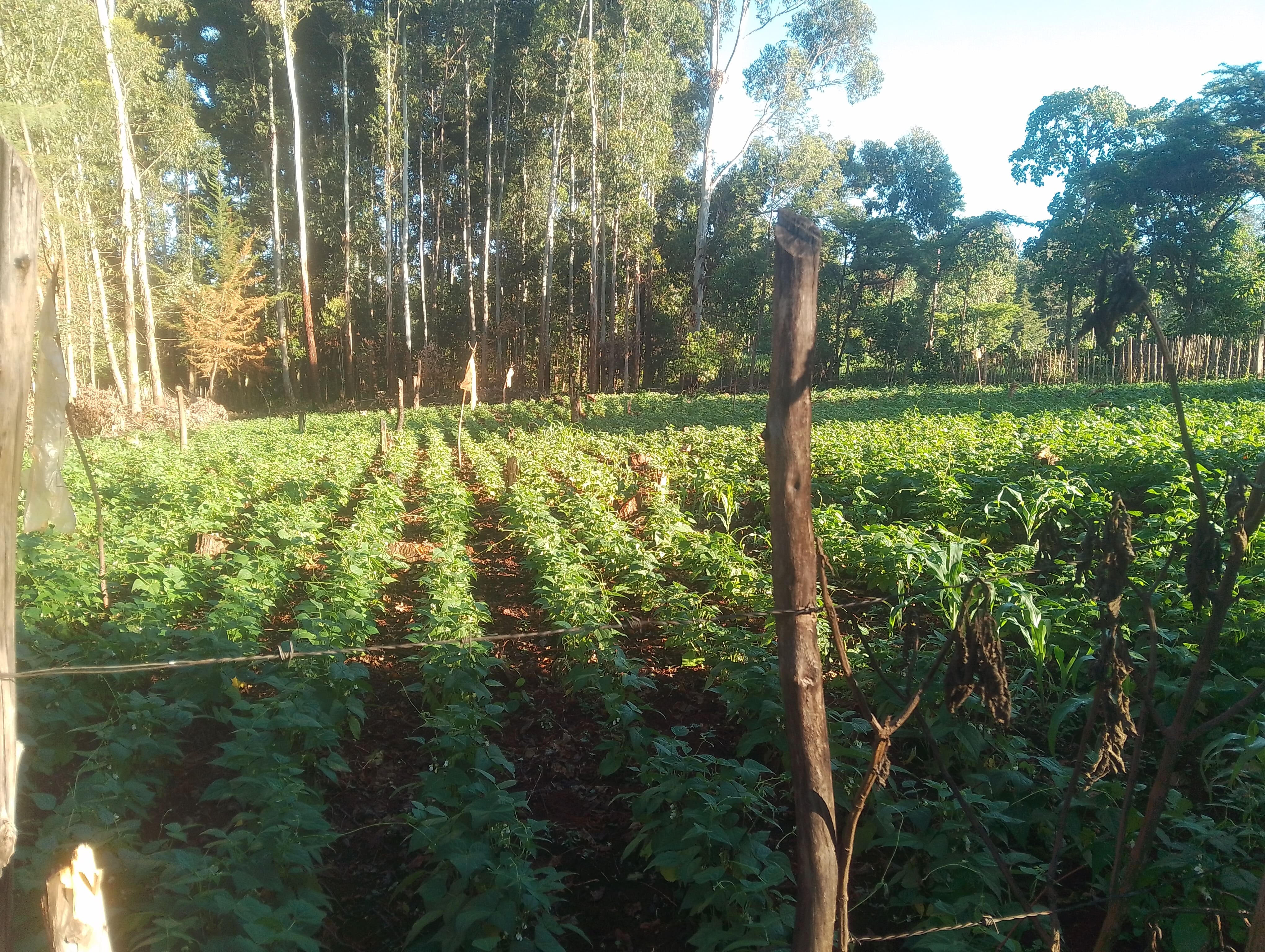 Bean Farming
