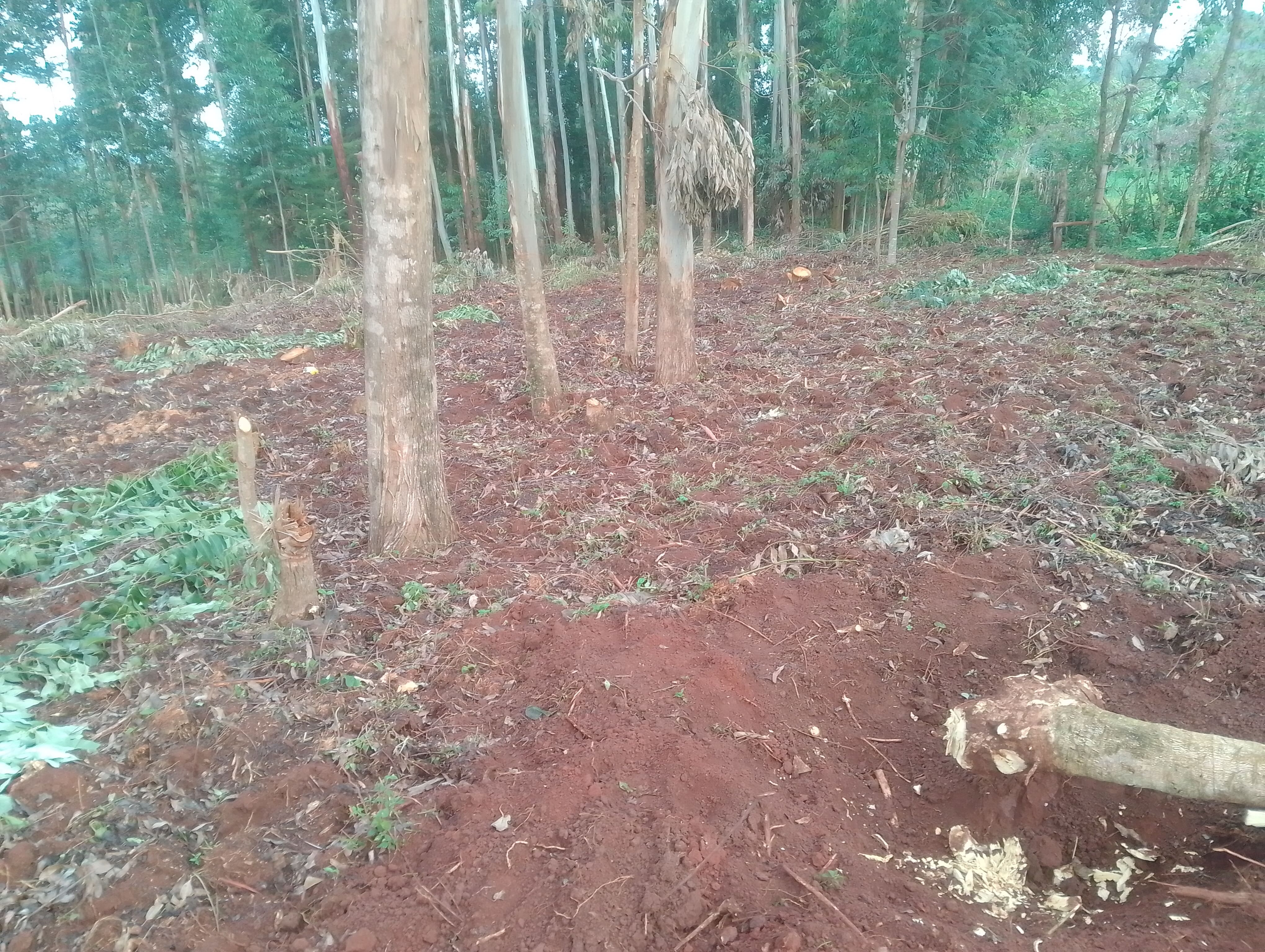 Bean Farming