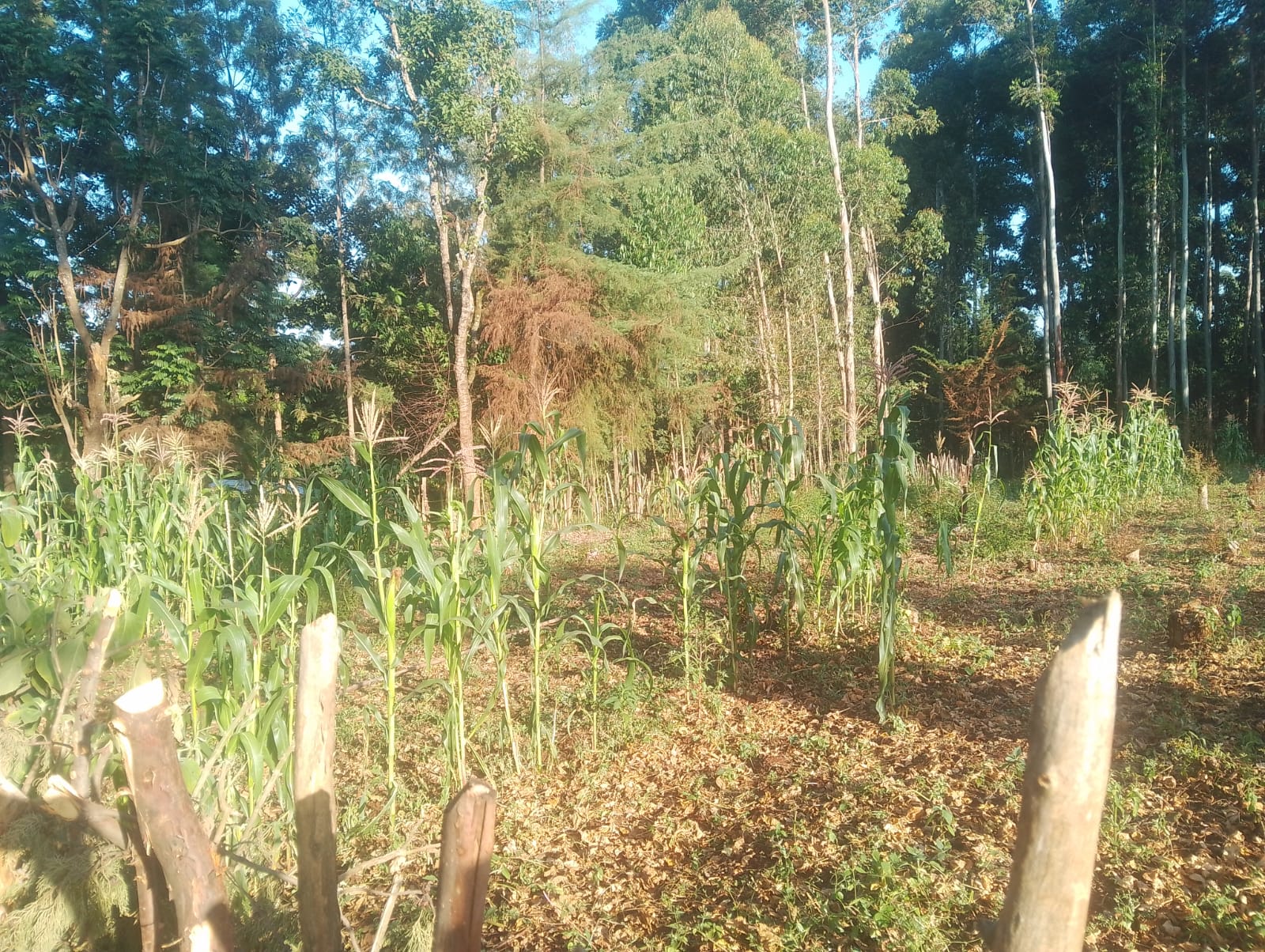 Bean Farming