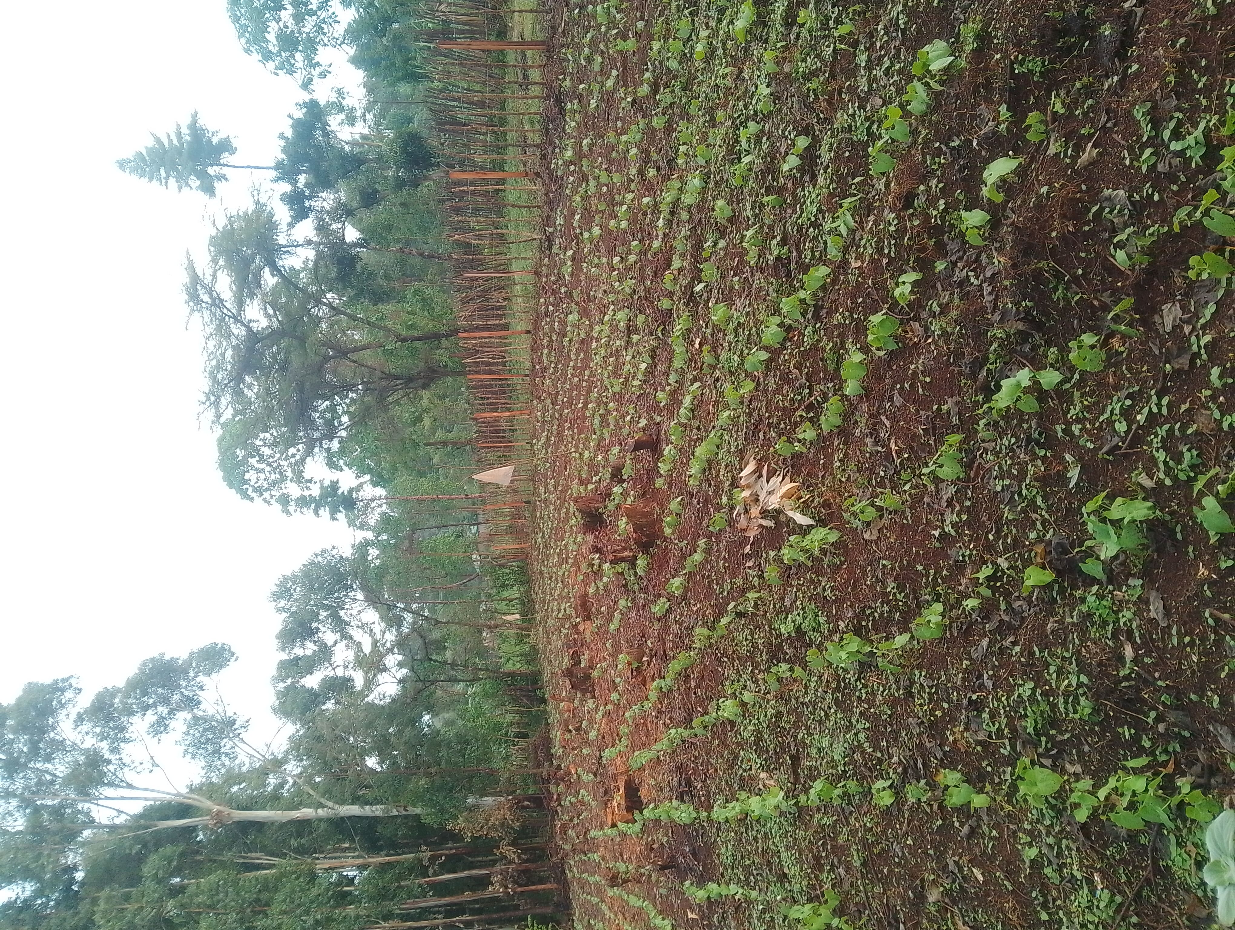 Bean Farming