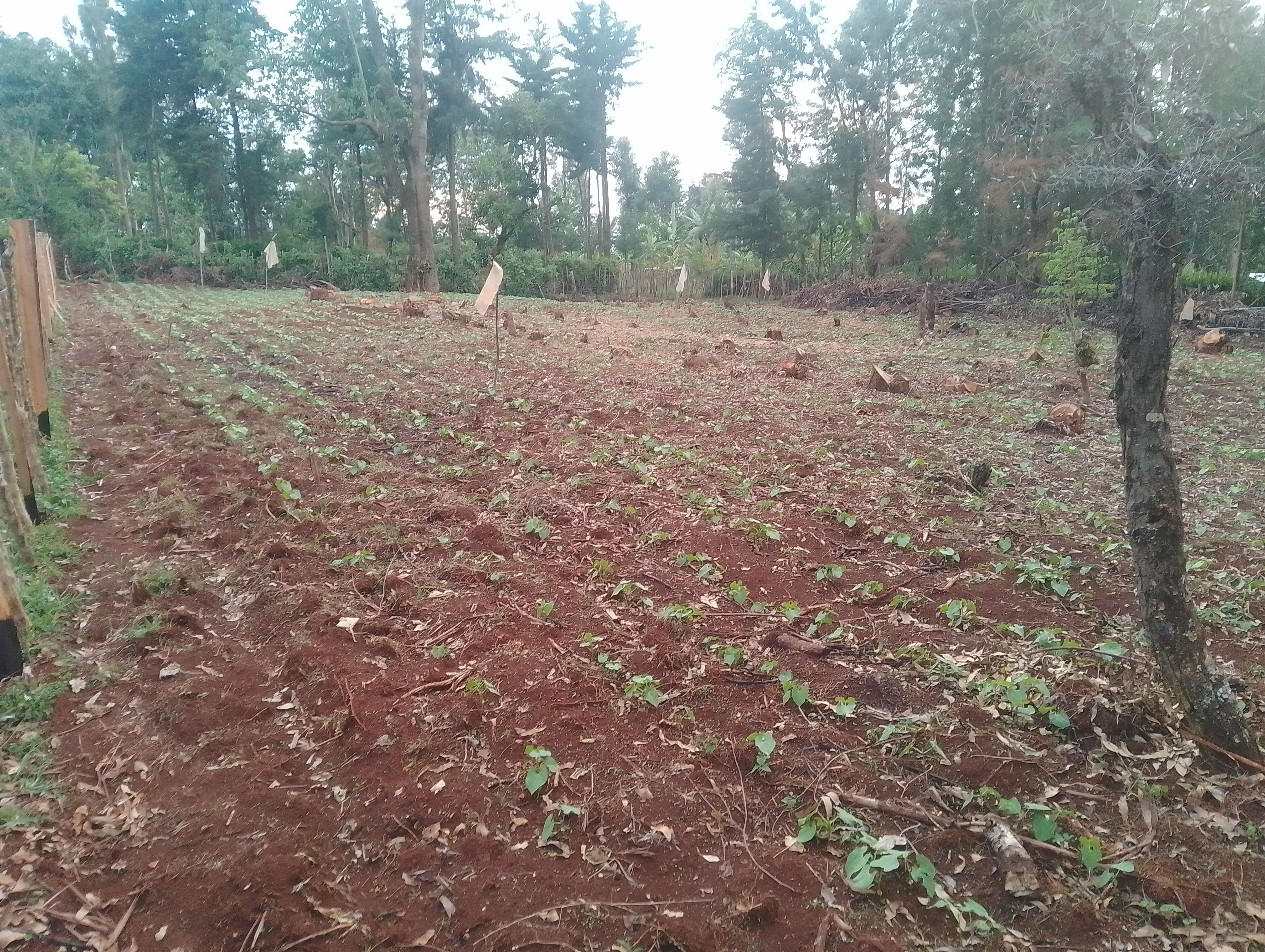 Bean Farming