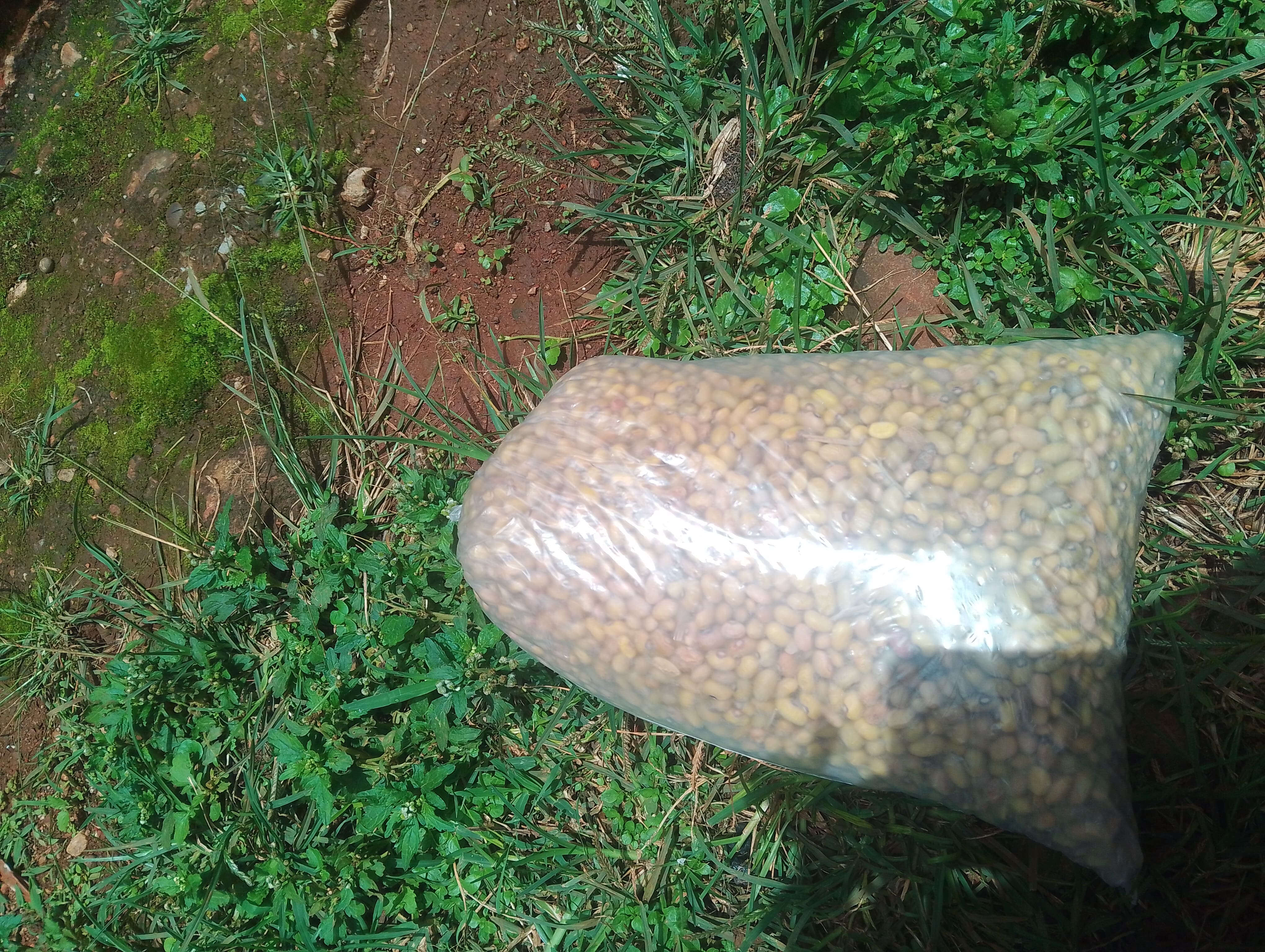 Bean Farming