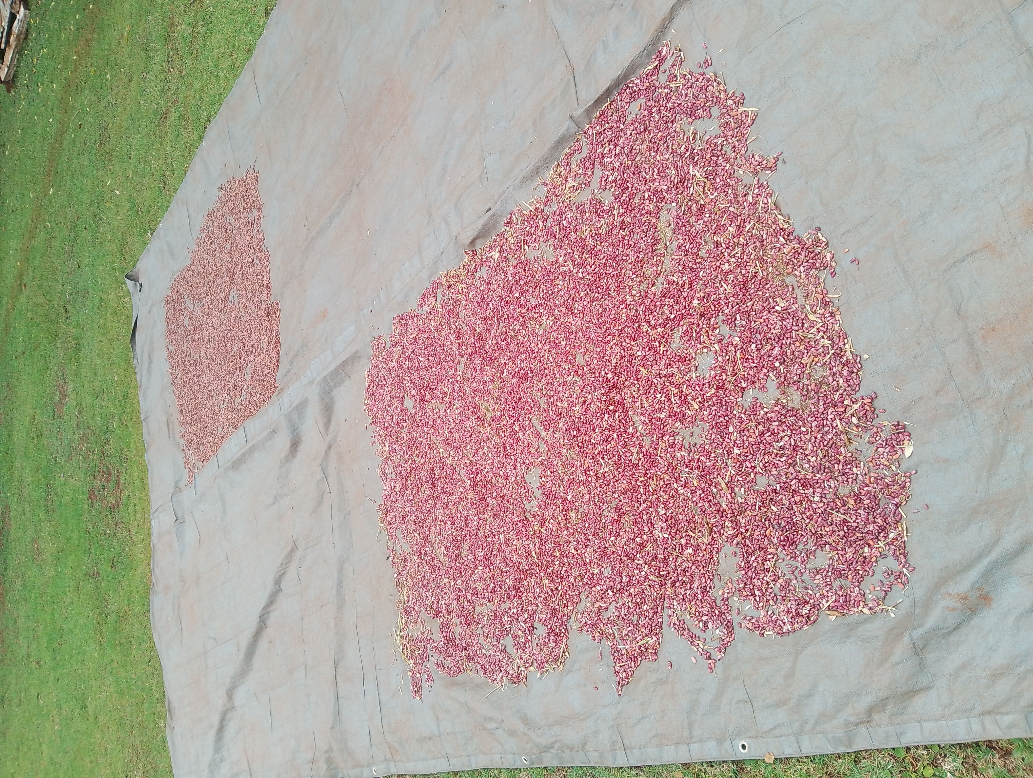 Bean Farming