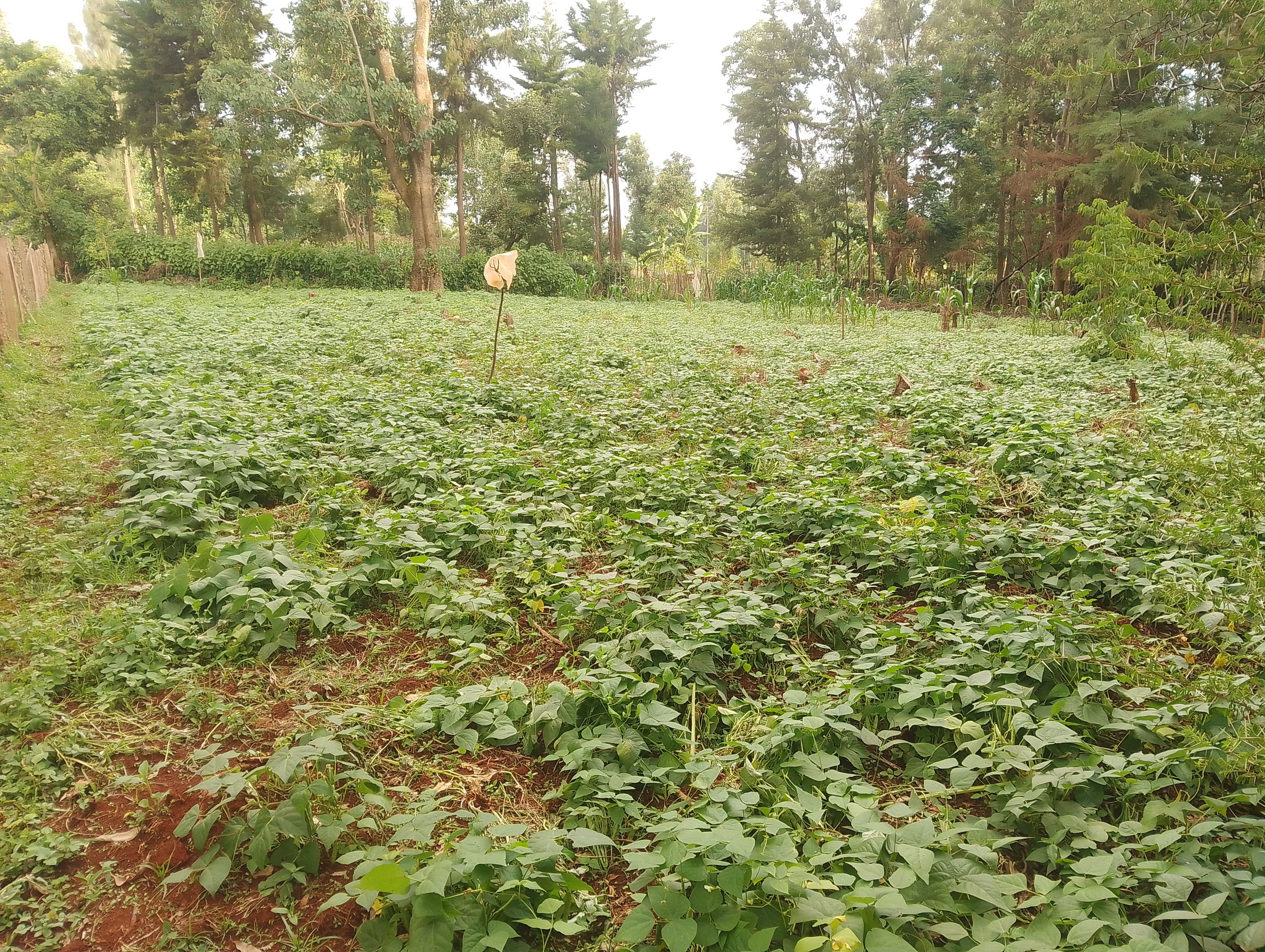Bean Farming