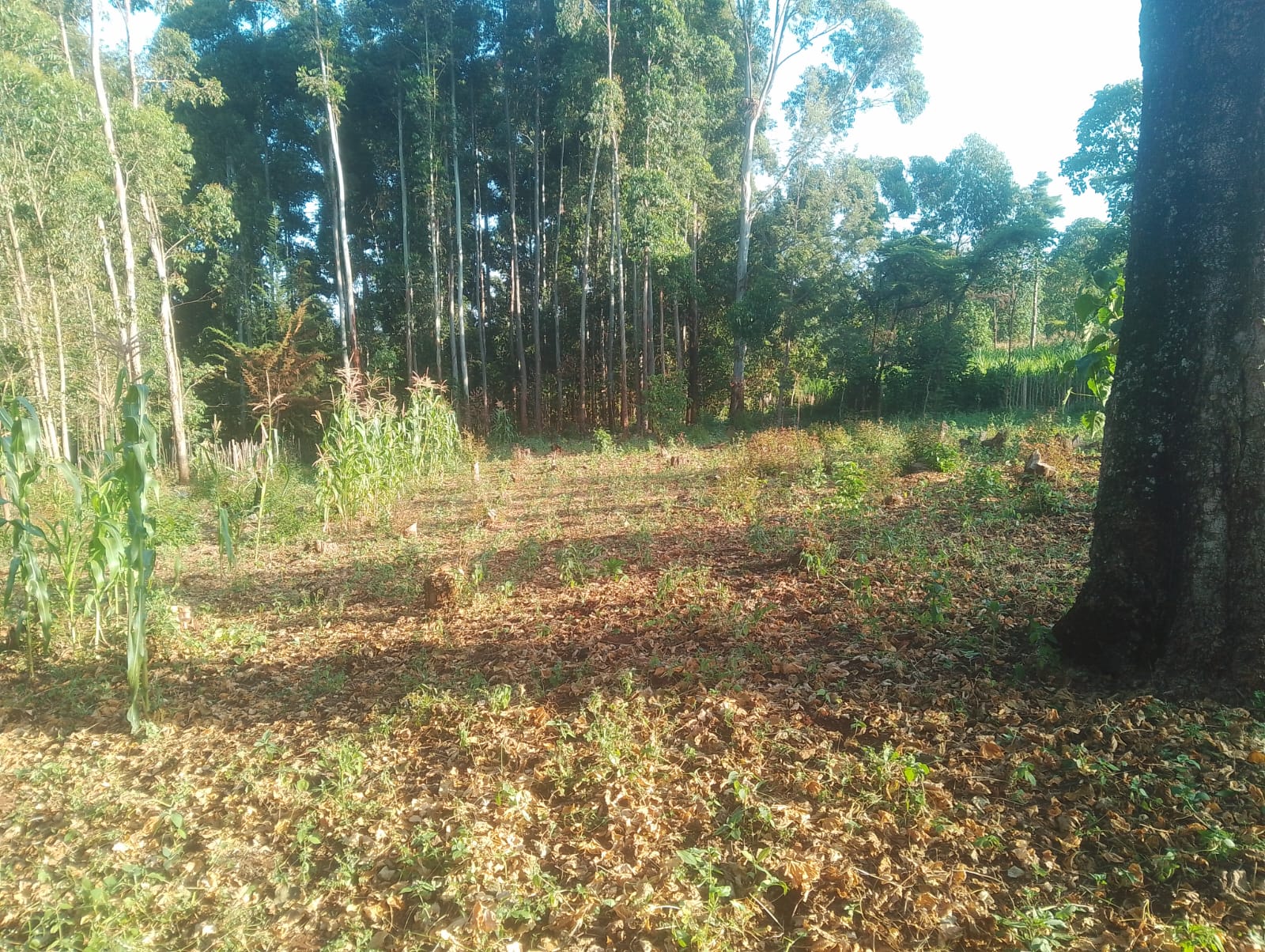 Bean Farming