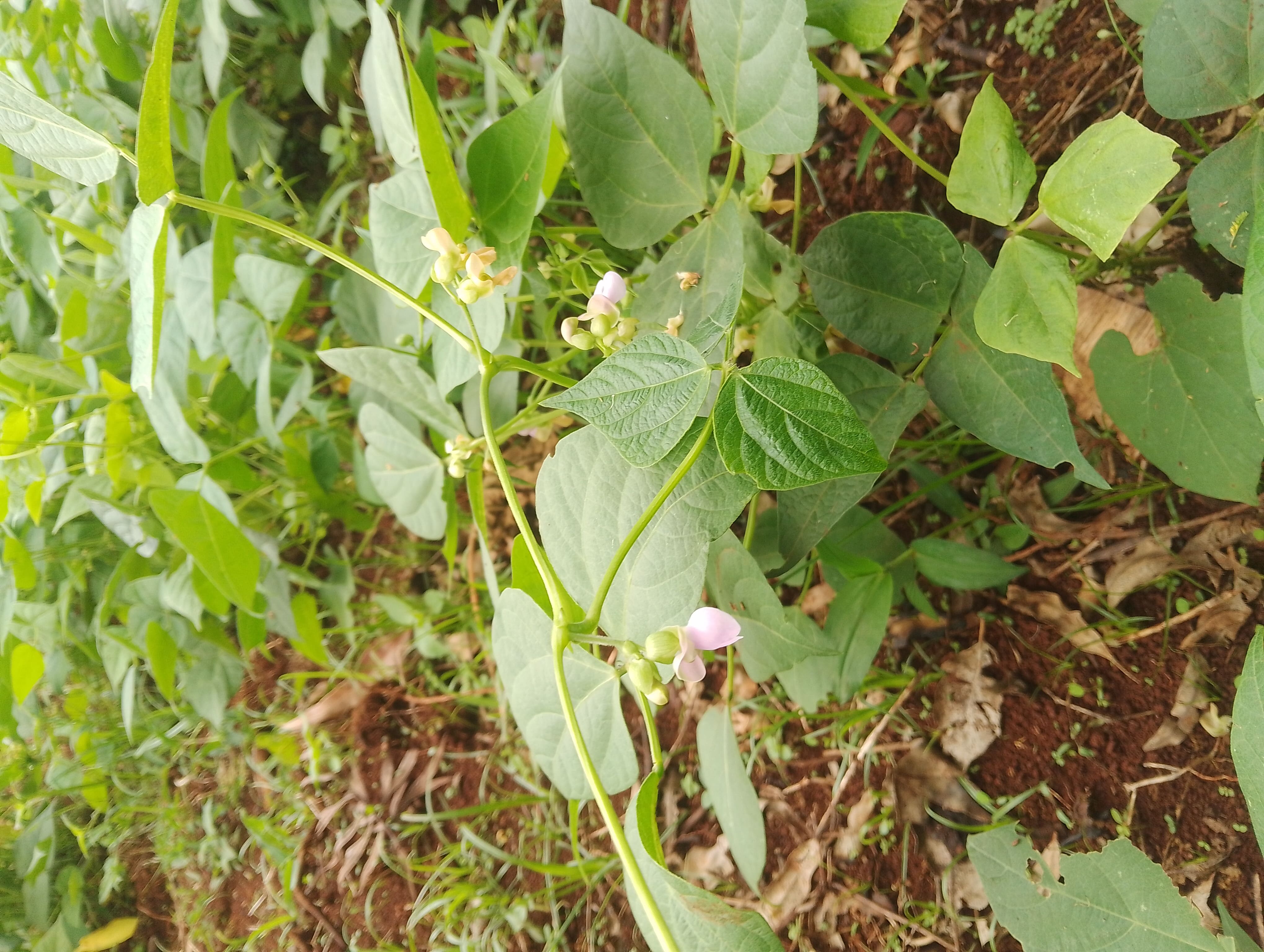 Bean Farming