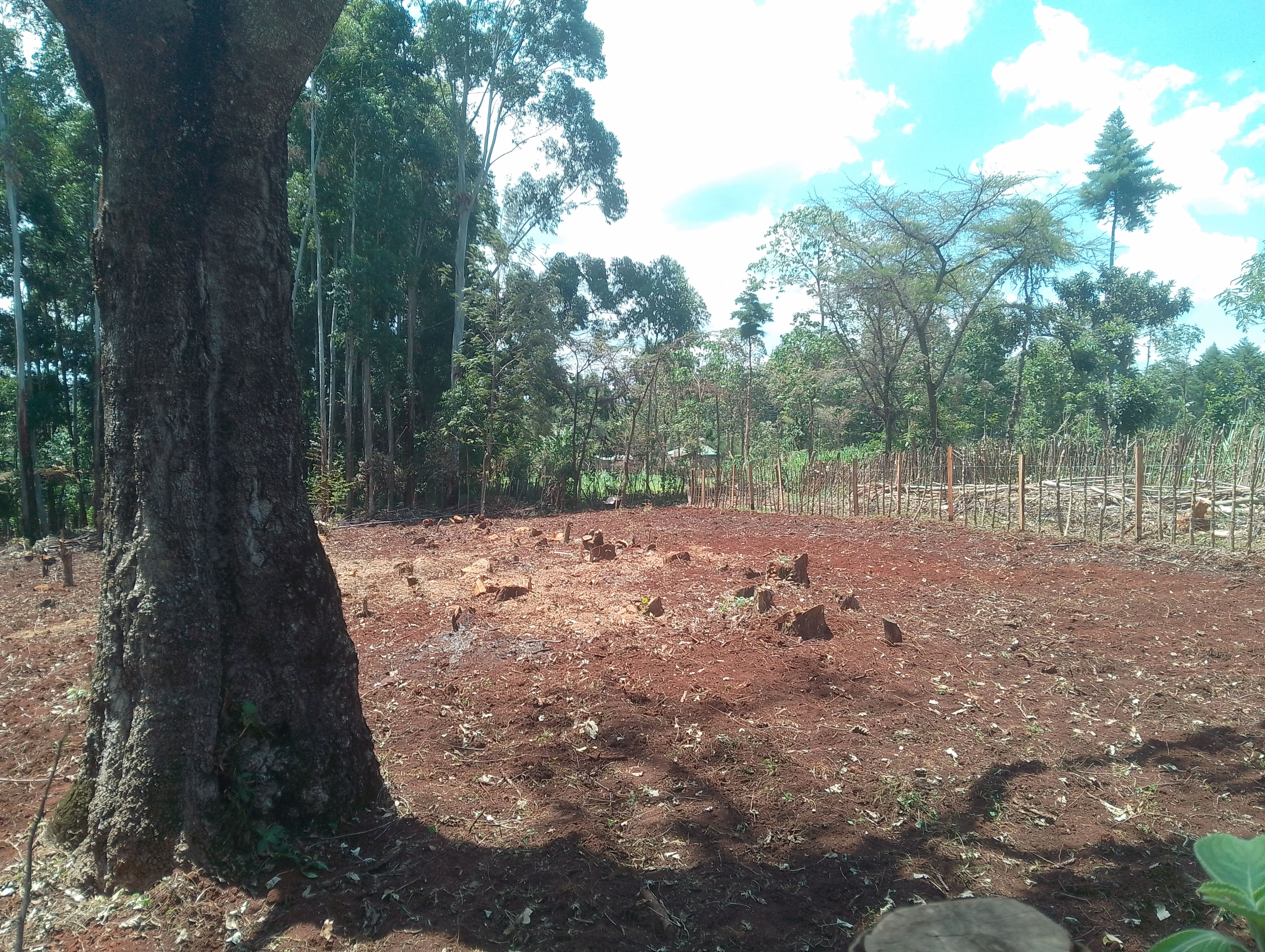 Bean Farming