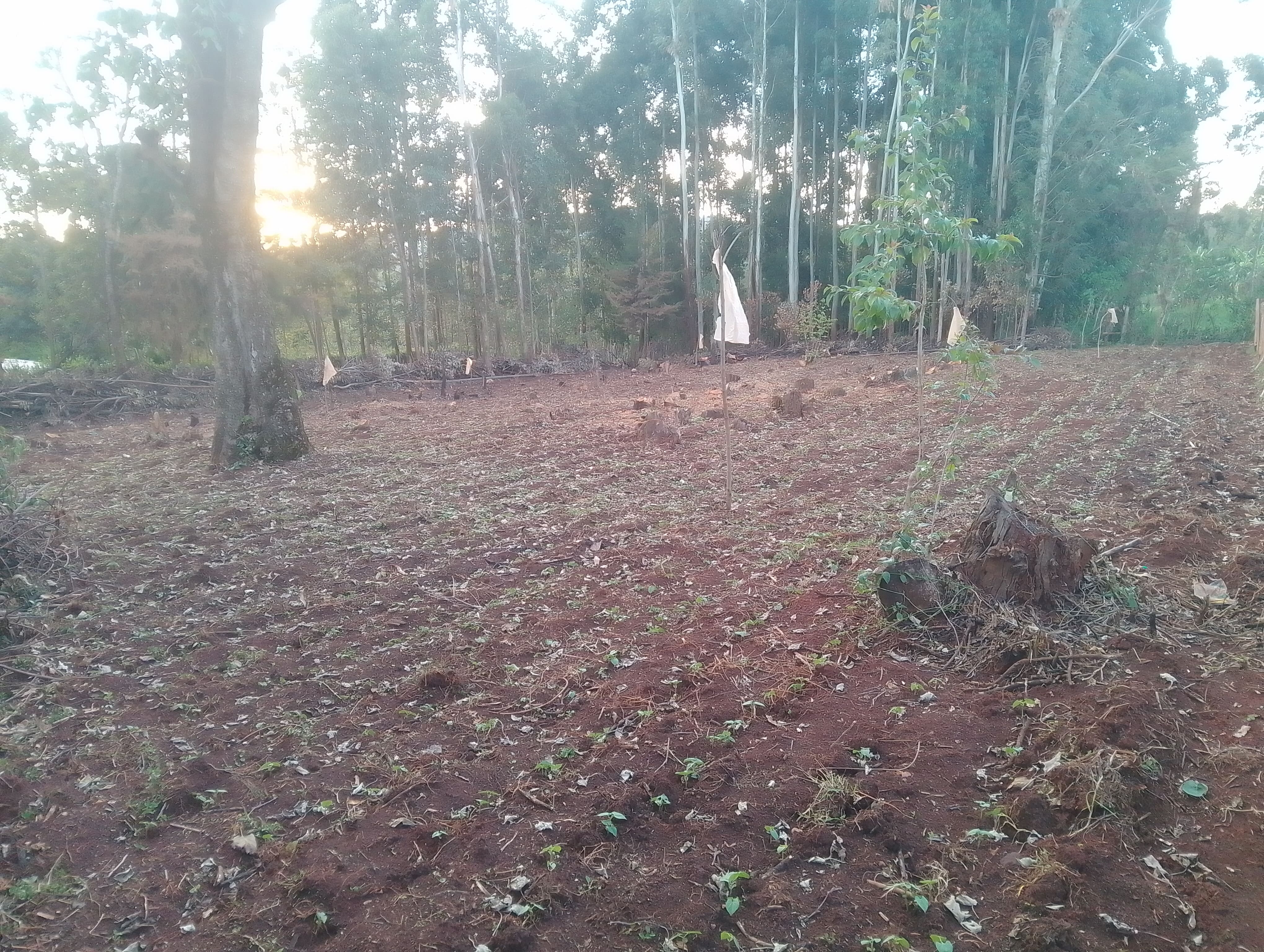 Bean Farming