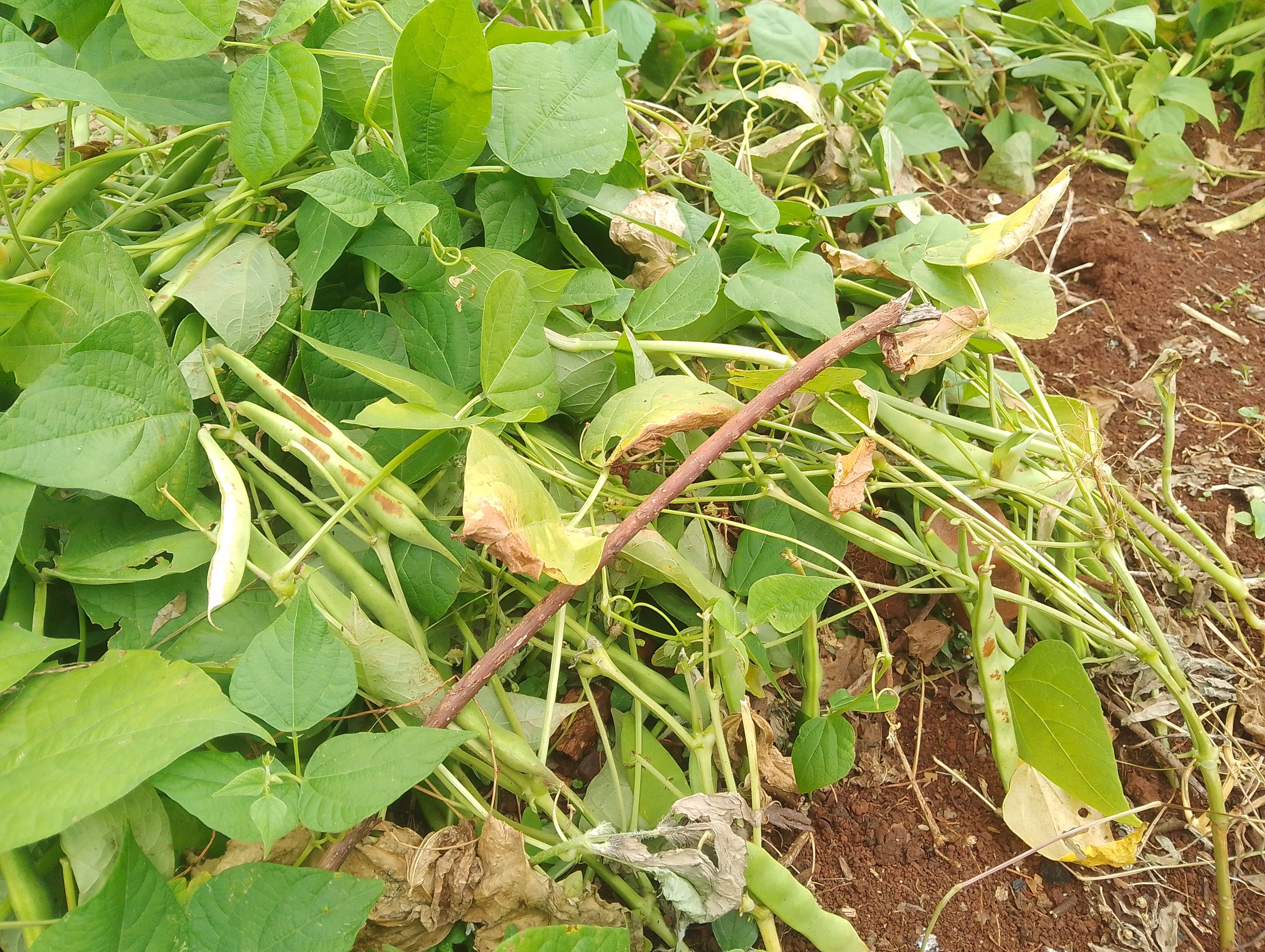 Bean Farming